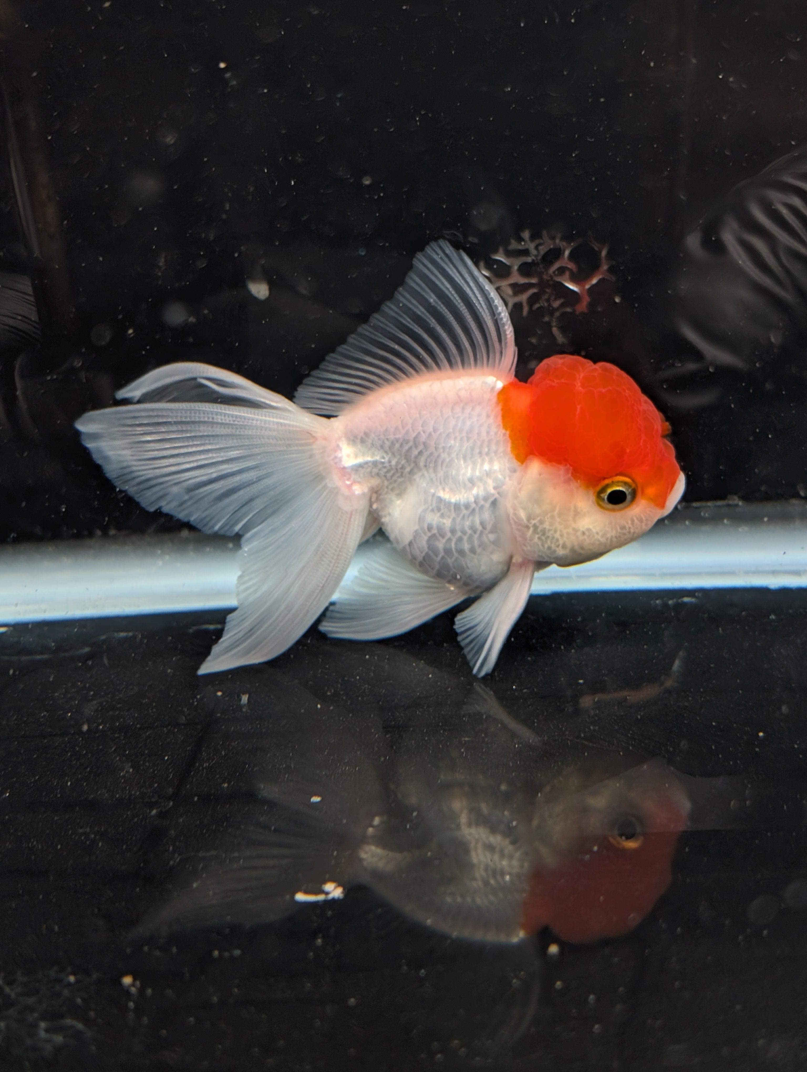 TOAD *Boss 415  Juvenile Oranda Red Cap 3.5"-4" in.  ID#410T8A-020