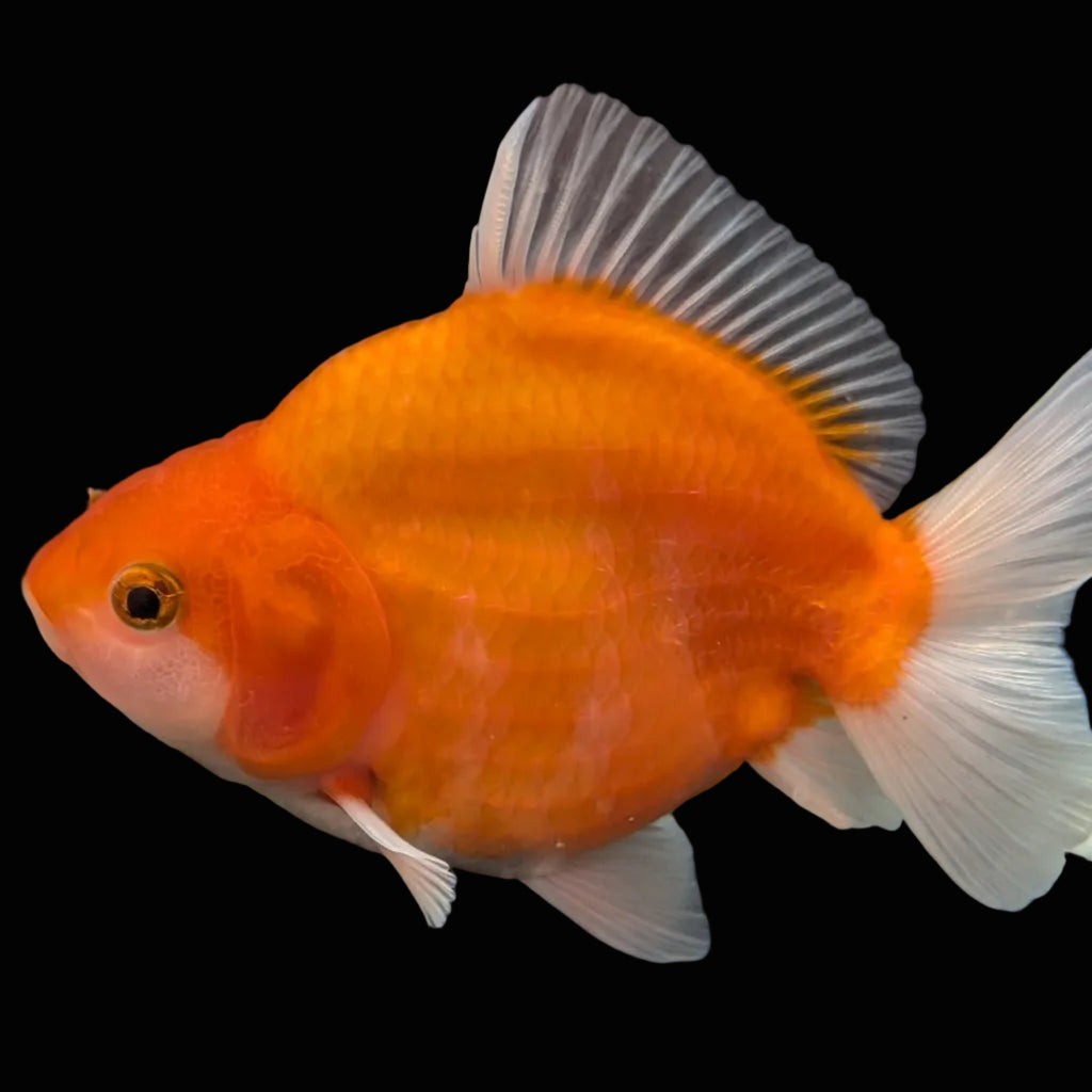 Jumbo Oranda Yuan Bao Sakura   4"-4.5"in. ID#807SB13A-004