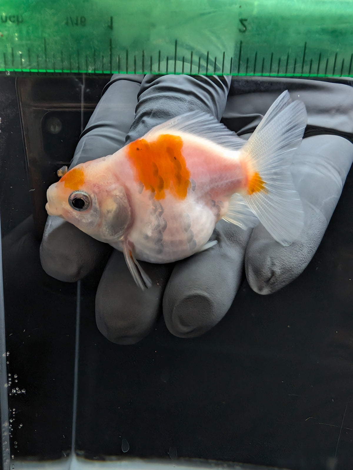 Baby Thai Shogun Oranda Sakura 2"-2.5" in. ID#1023BSG11A-026