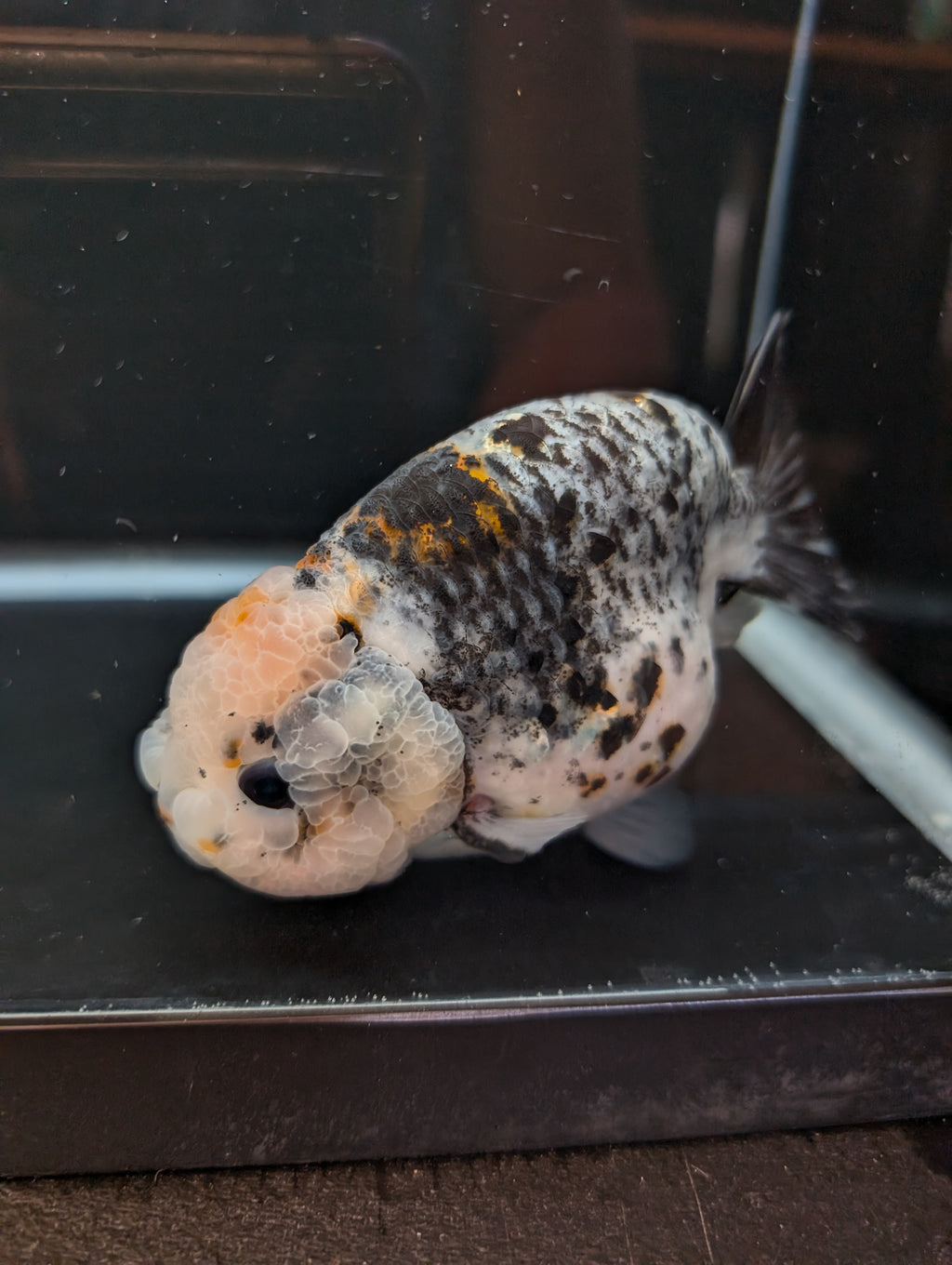 Jumbo Ranchu Kirin Calico 4.5"-5" in. ID#814R8A-024