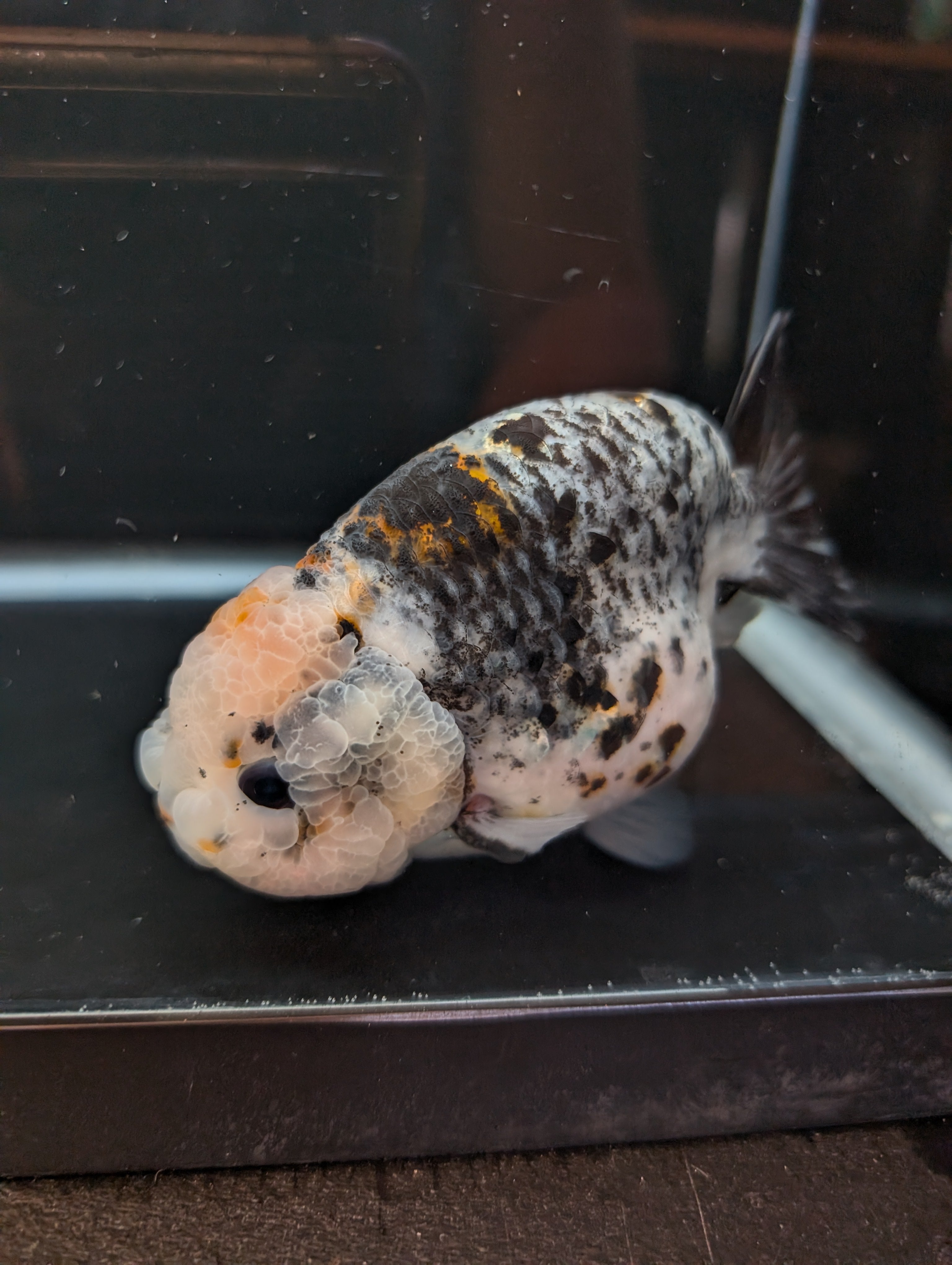 Jumbo Ranchu Kirin Calico 4.5"-5" in. ID#814R8A-024