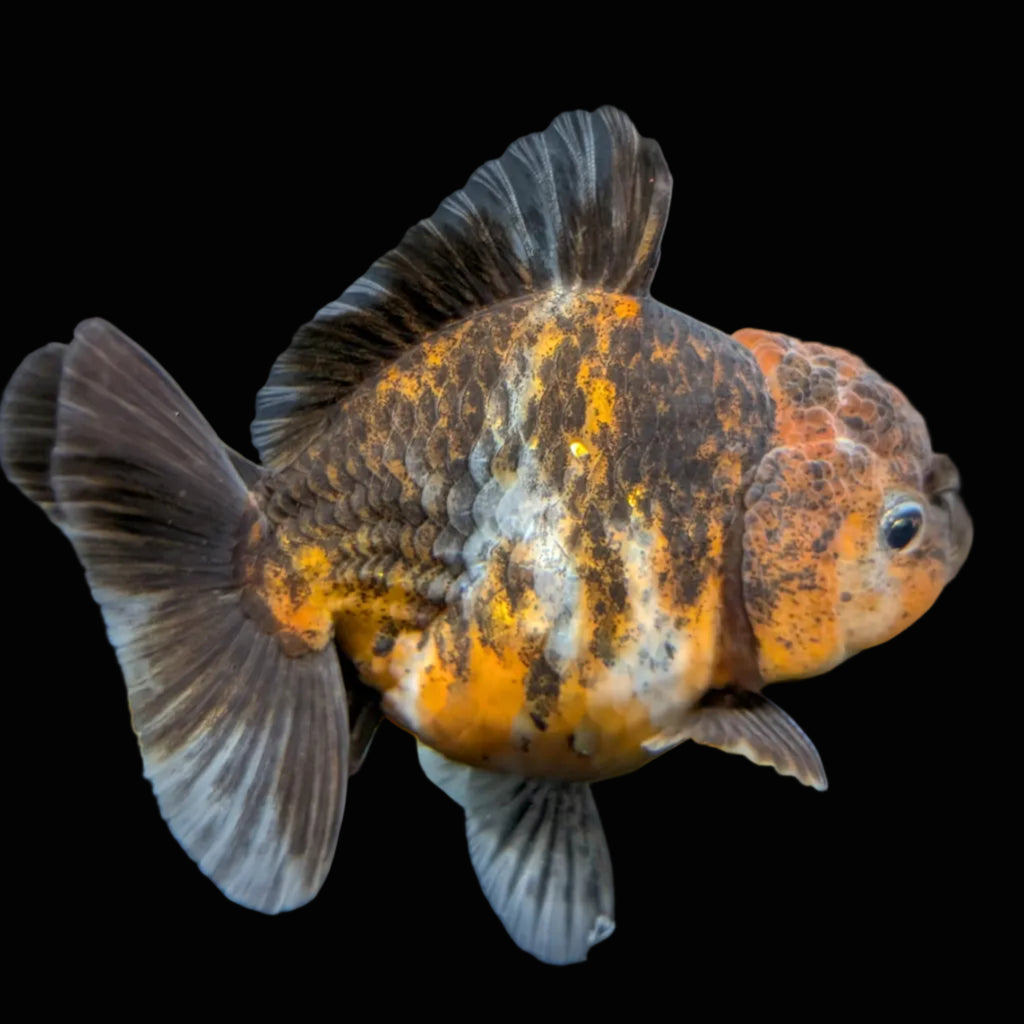 Thai Oranda Shogun Calico 4" in. ID#703SG7A-008