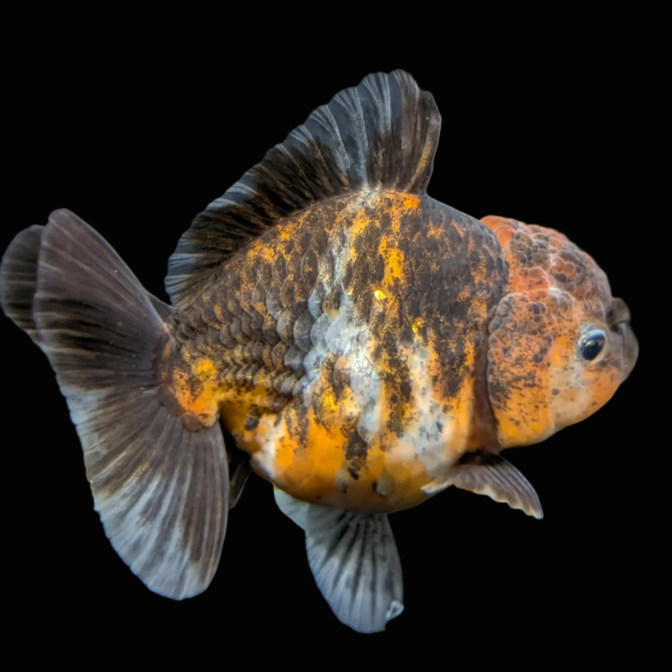 Thai Oranda Shogun Calico 4" in. ID#703SG7A-008