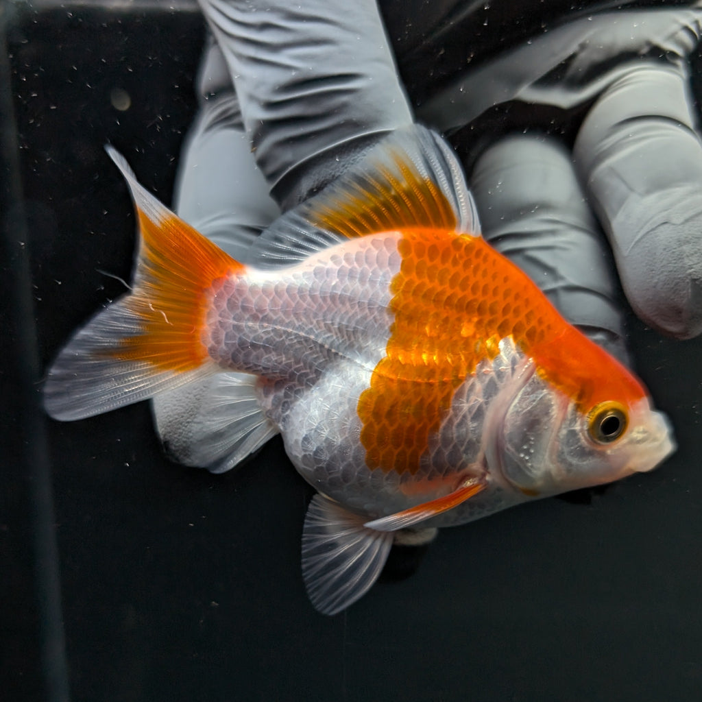 Tamasaba Red White 3"-3.5" in. ID#1009TM1B-013
