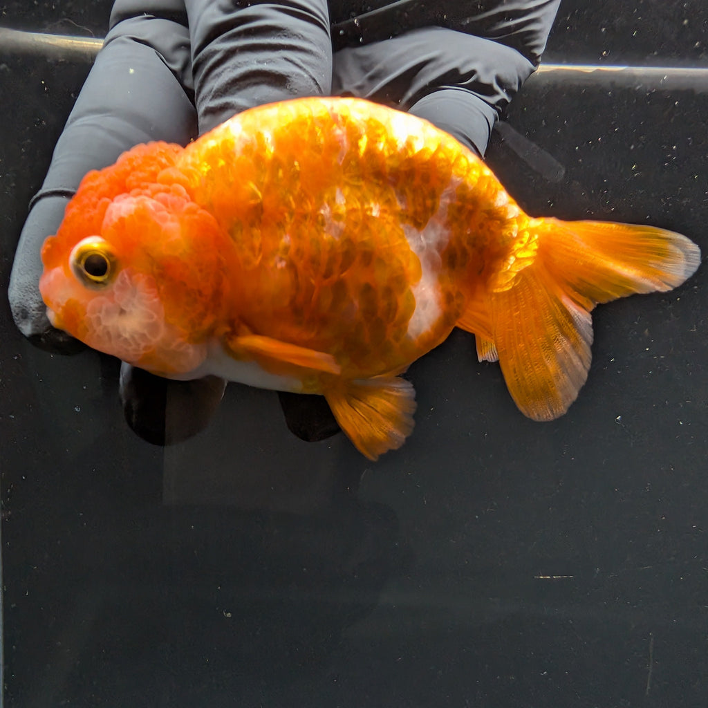 Ranchu Red White 3.5"-4"in. ID#828R4A-021