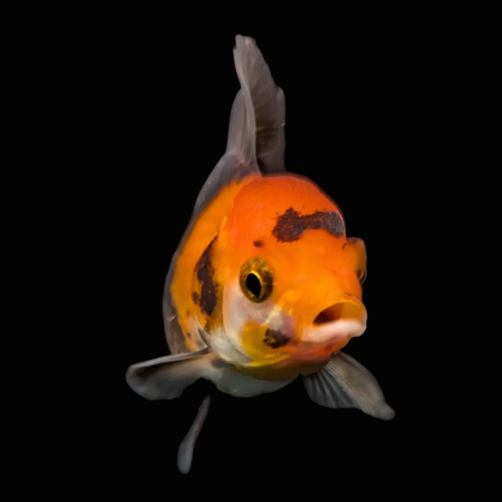 Juvenile Oranda Tricolor 3.5"-4" in.  ID#417T7A-006