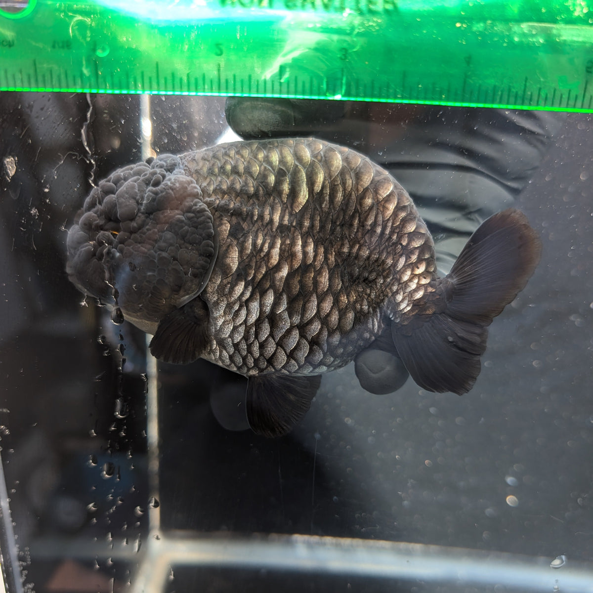 Jumbo Ranchu Dragon Scale Blue / Black 4.5"-5" in. ID#1009R8A-055