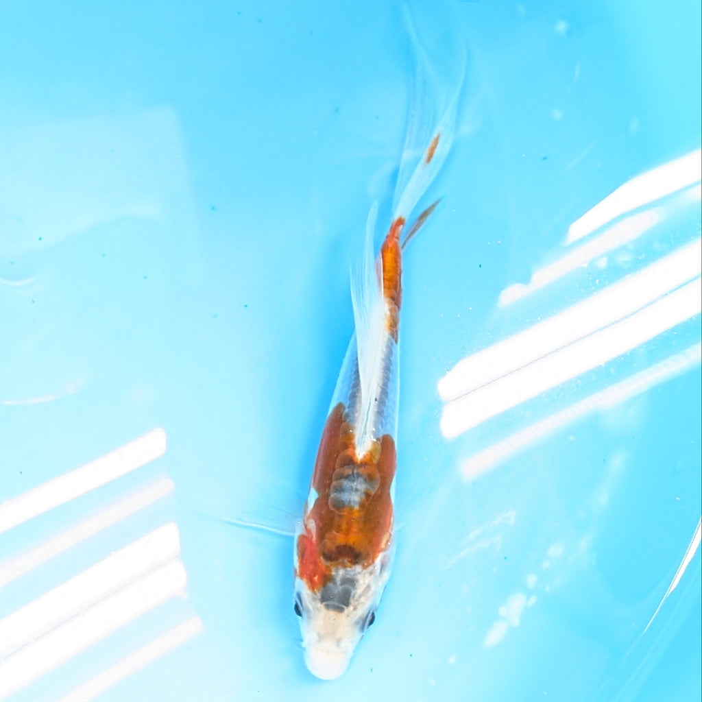 Shusui Butterfly Koi  6"-7'in. ID#727BFK-002