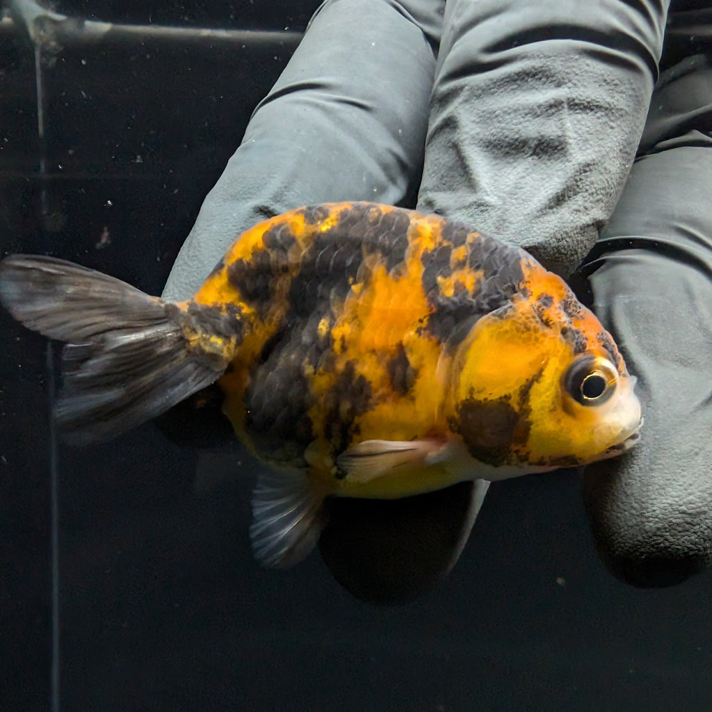 Ranchu Calico 2.5"-3" in. ID#717R4A-011