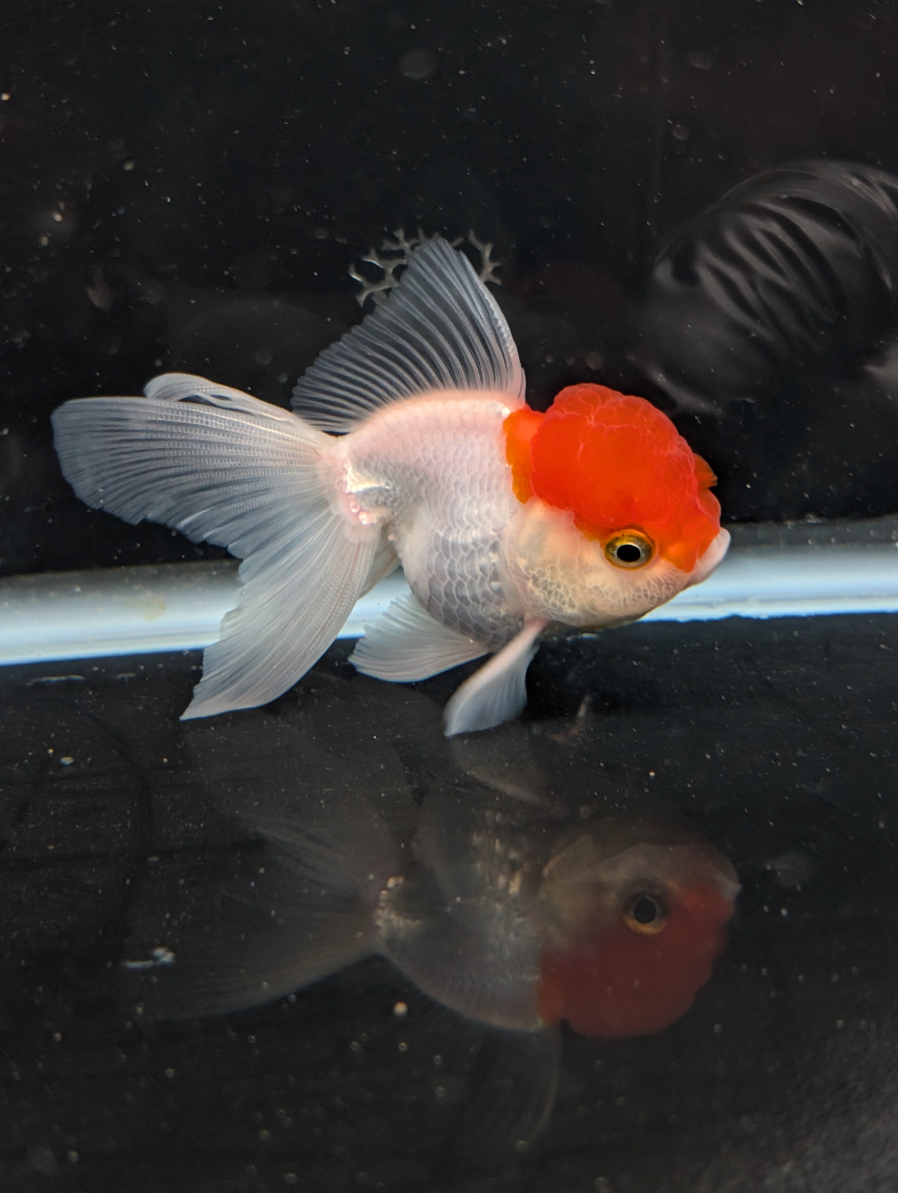 TOAD *Boss 415  Juvenile Oranda Red Cap 3.5"-4" in.  ID#410T8A-020