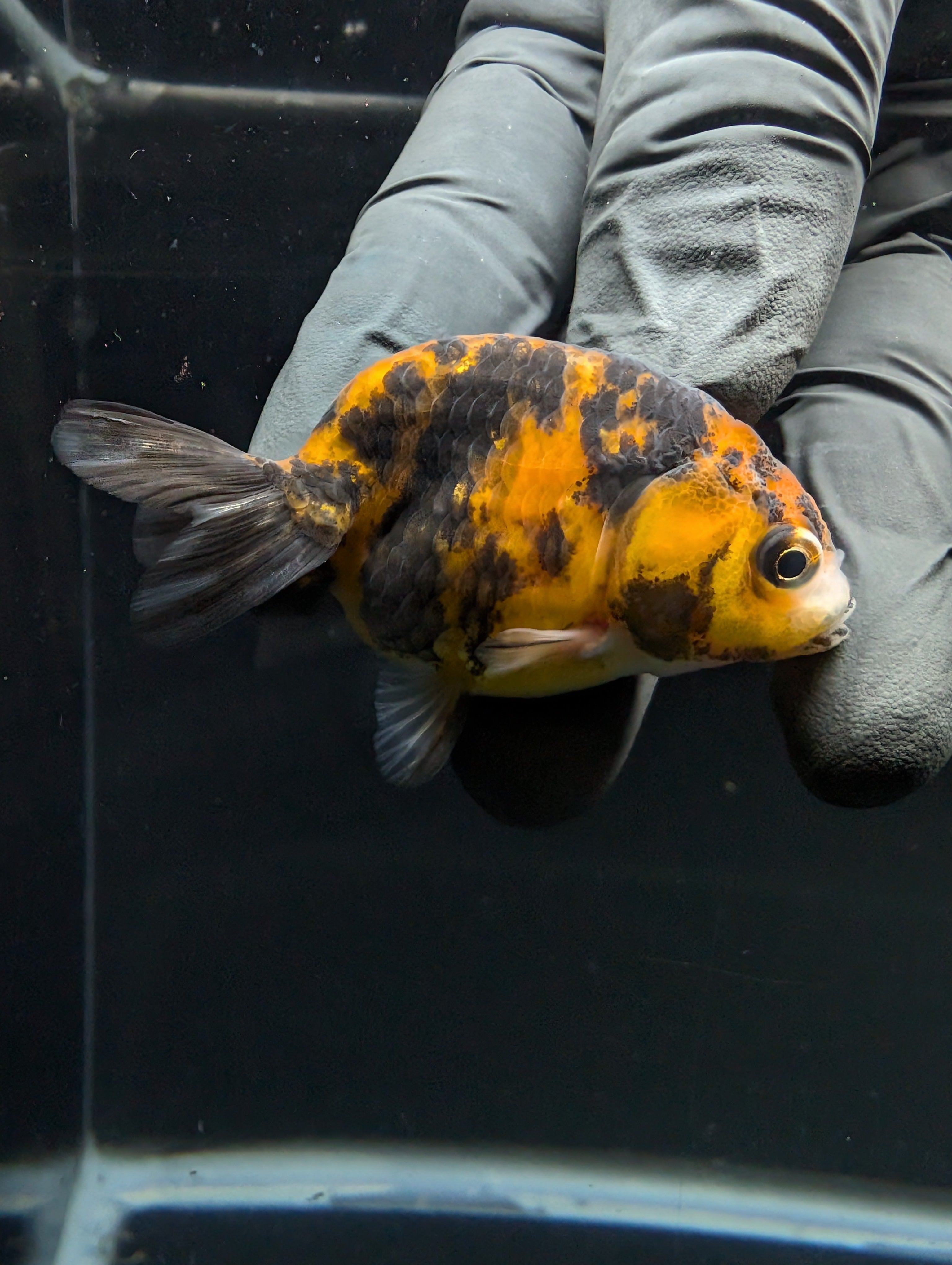 Ranchu Calico 2.5"-3" in. ID#717R4A-011