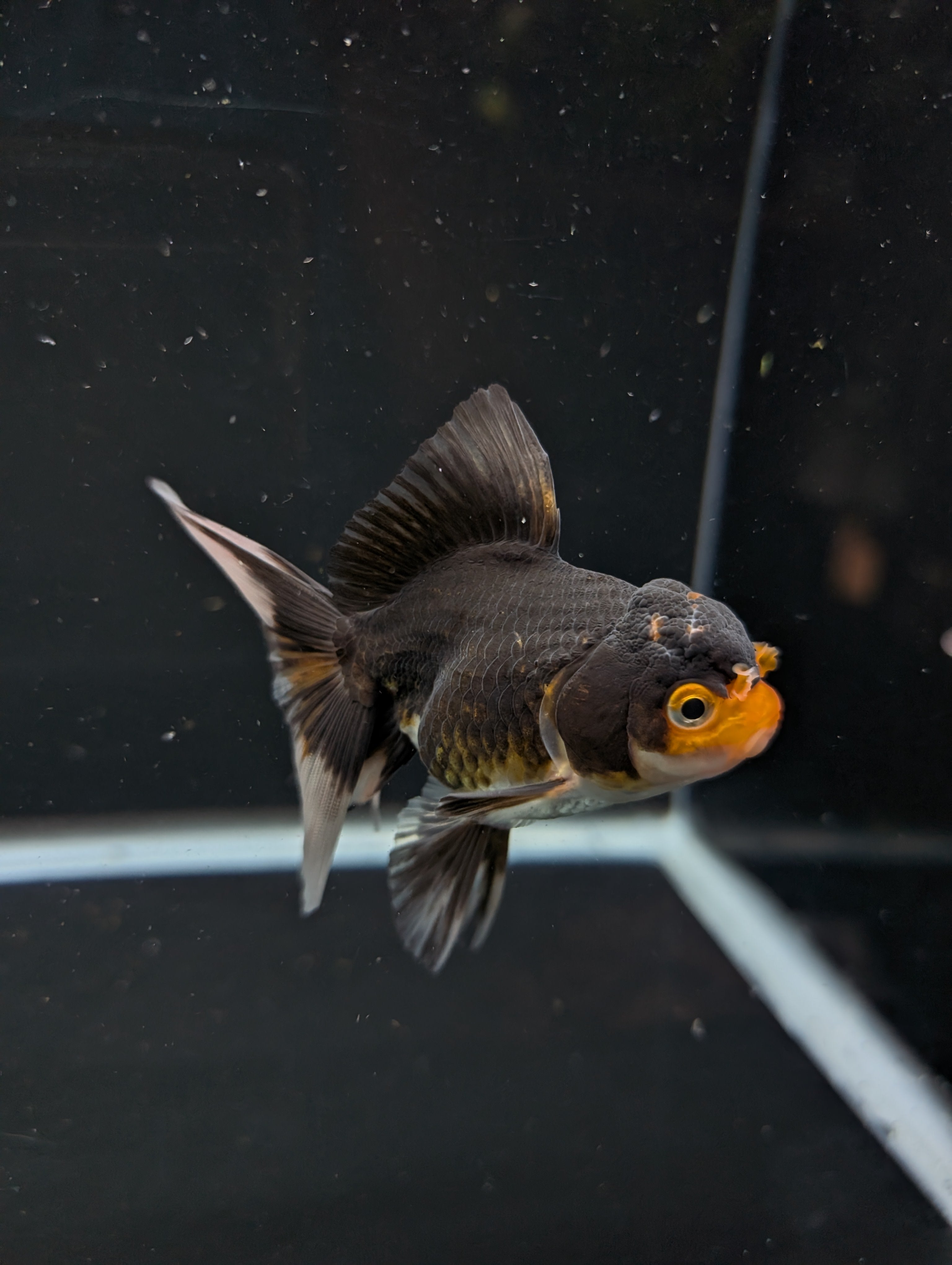 Thai Juvenile Oranda Tricolor 3"-3.5" in.  ID#626T1A-001