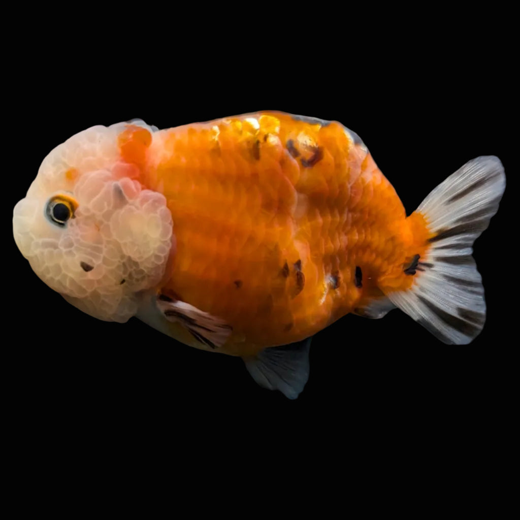 Jumbo Ranchu Sakura Calico 3.5"- 4" in. ID#703R8A-010
