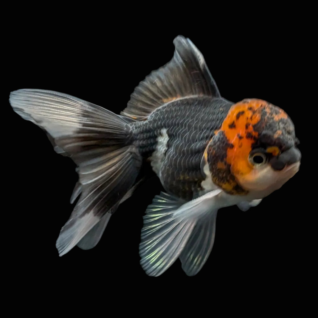 Juvenile Oranda Tricolor 3.5"-4" in.  ID#424T1A-002