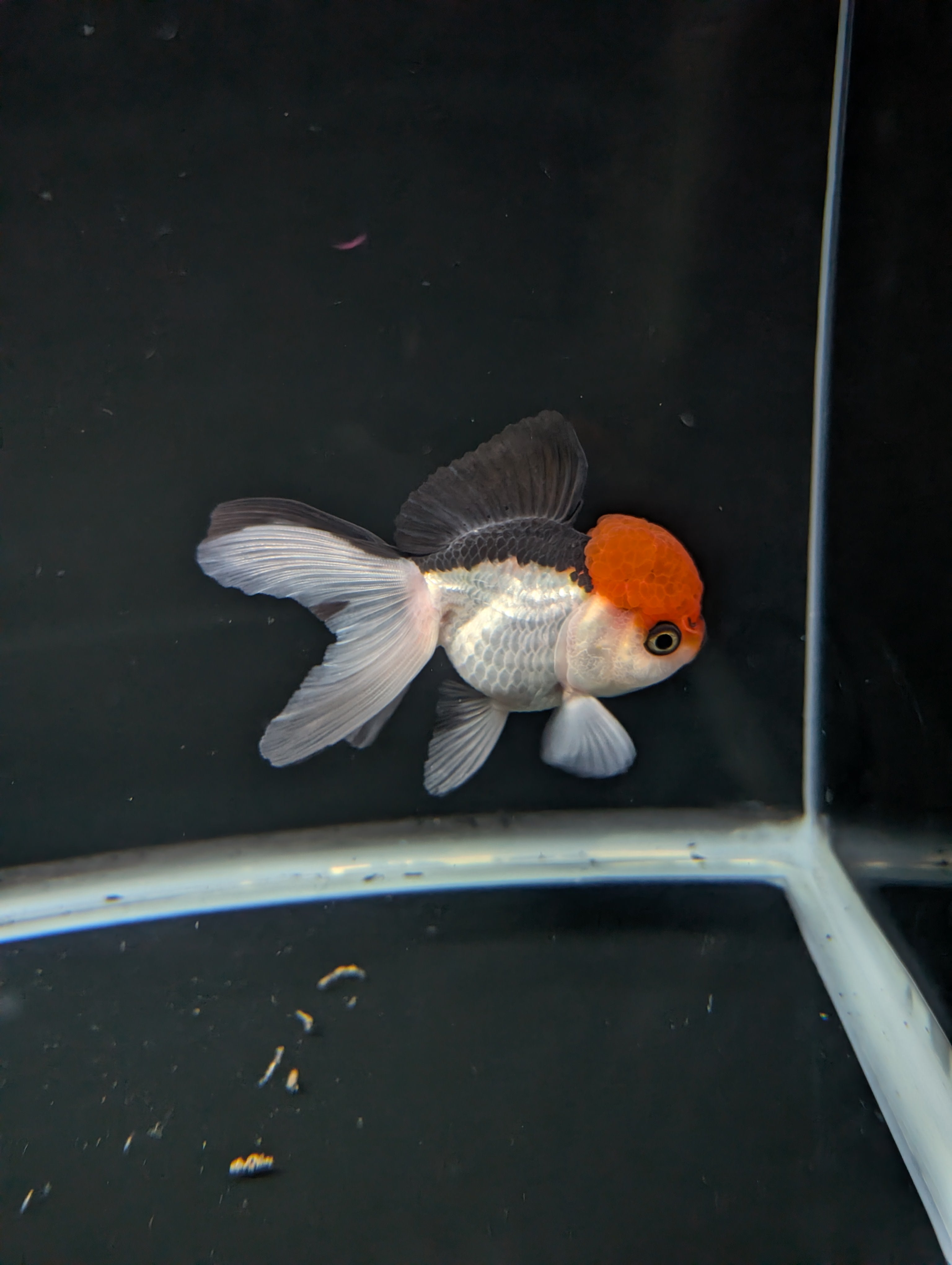LUIGI *Boss 501 Juvenile Oranda Tricolor 3.5"-4" in.  ID#501T2A-010