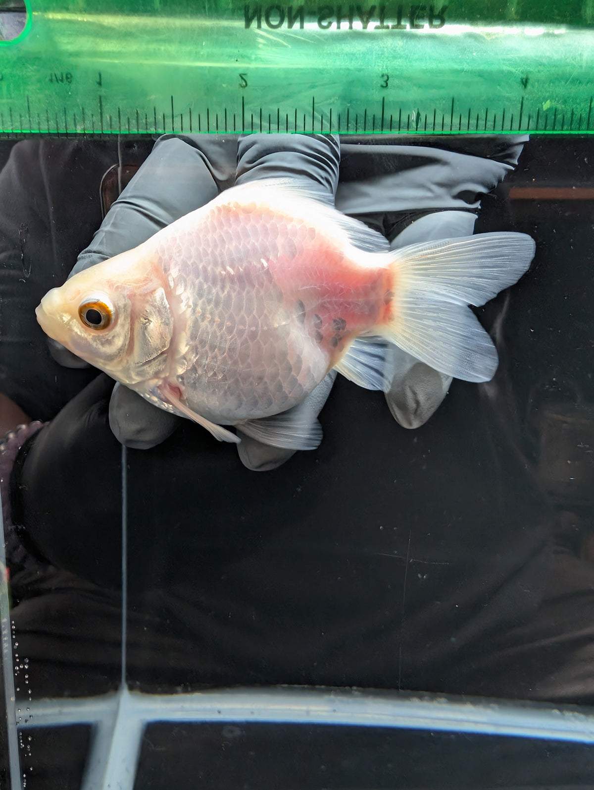 Tamasaba White 3.5"in. ID#1023TM1B-025