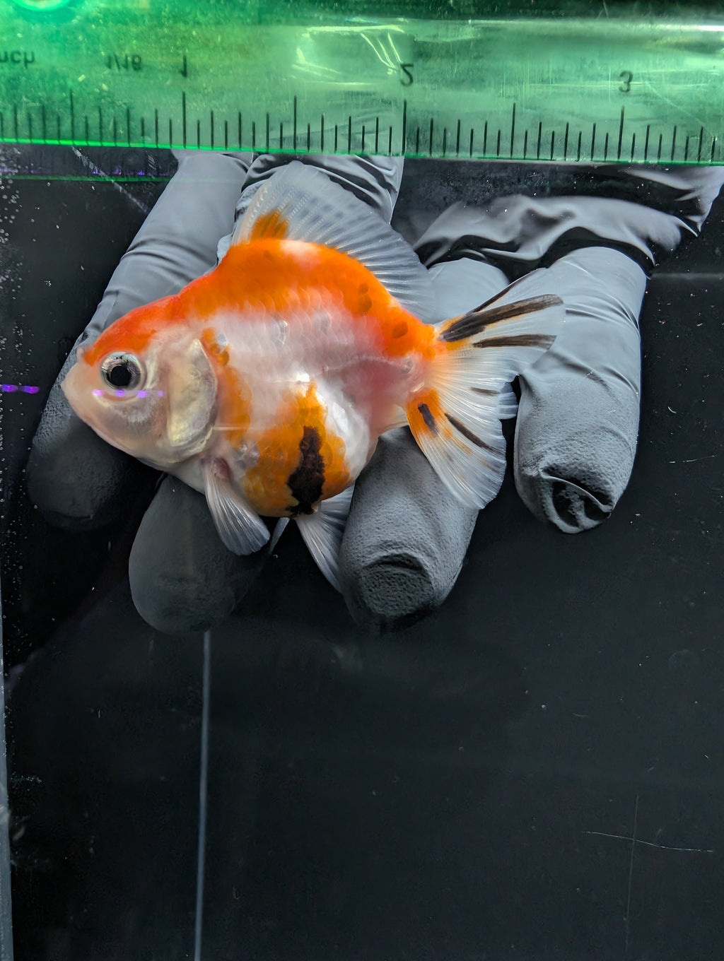 Baby Thai Shogun Oranda Tricolor 2"-2.5" in. ID#1016BSG11A-010