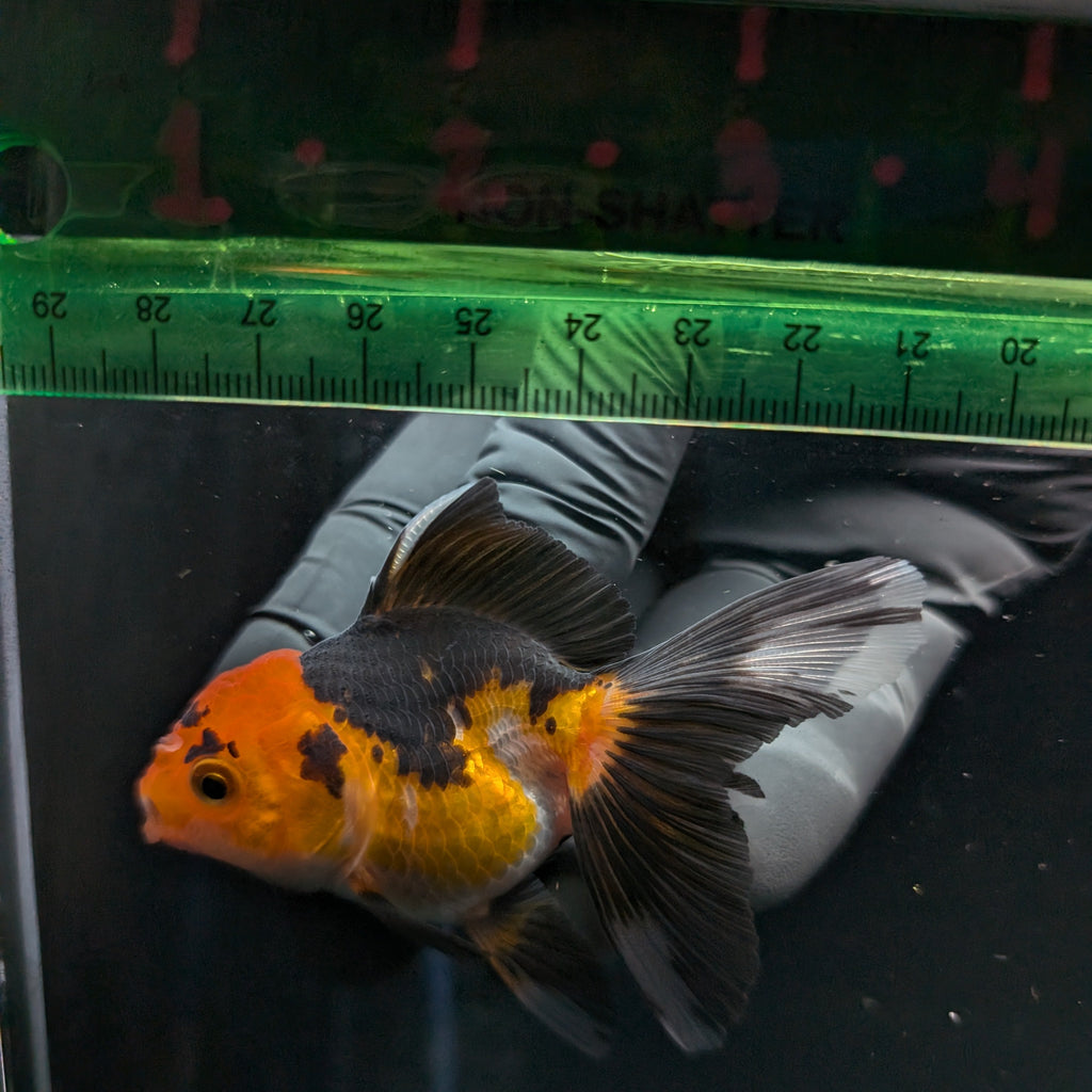 Thai Juvenile Oranda Tricolor 3"-3.5" in.  ID#626T1A-006