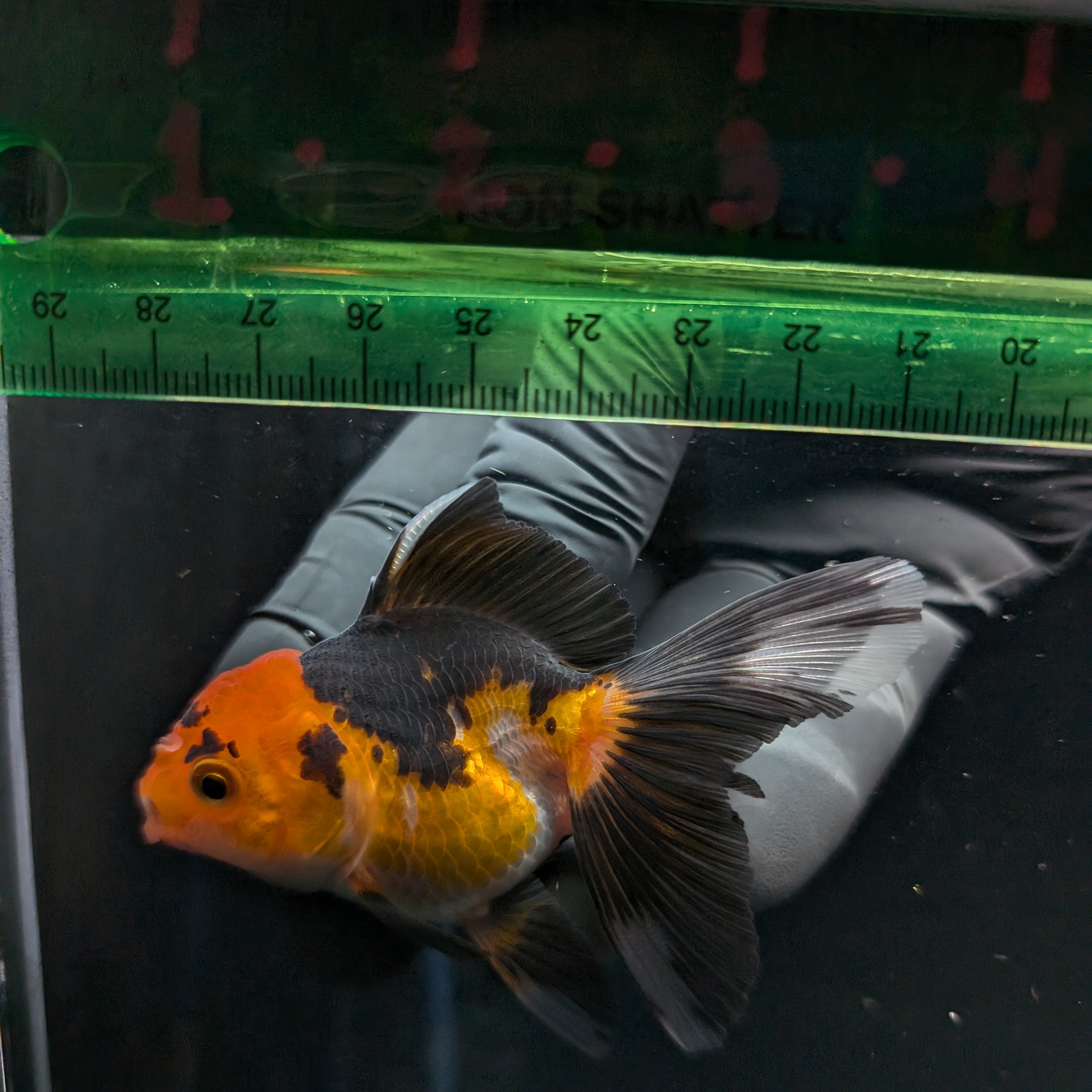 Thai Juvenile Oranda Tricolor 3"-3.5" in.  ID#626T1A-006