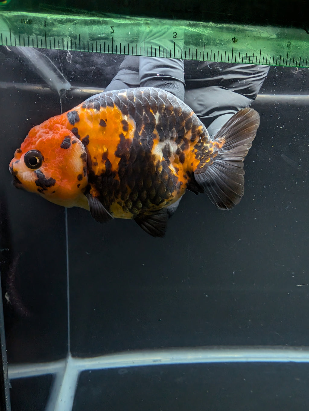 Jumbo Ranchu Calico 4"-4.5" in. ID#904R8A-003