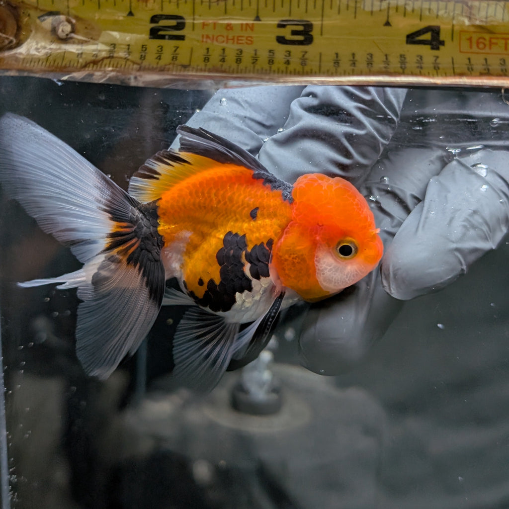 Juvenile Oranda Tricolor 3.5"-4" in.  ID#424T1A-003