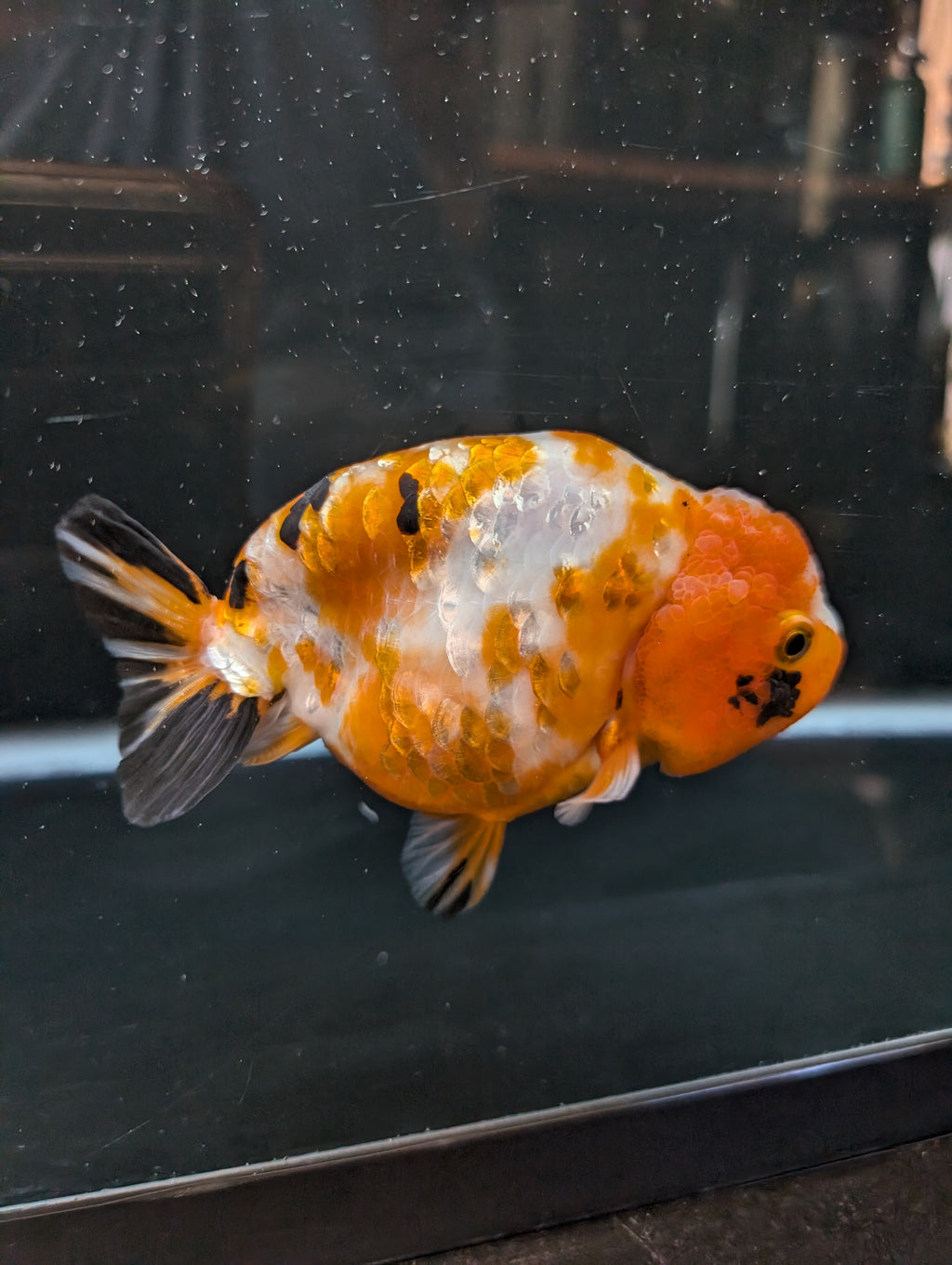 Jumbo Ranchu Sakura Calico 4.5"-5" in. ID#814R8A-026