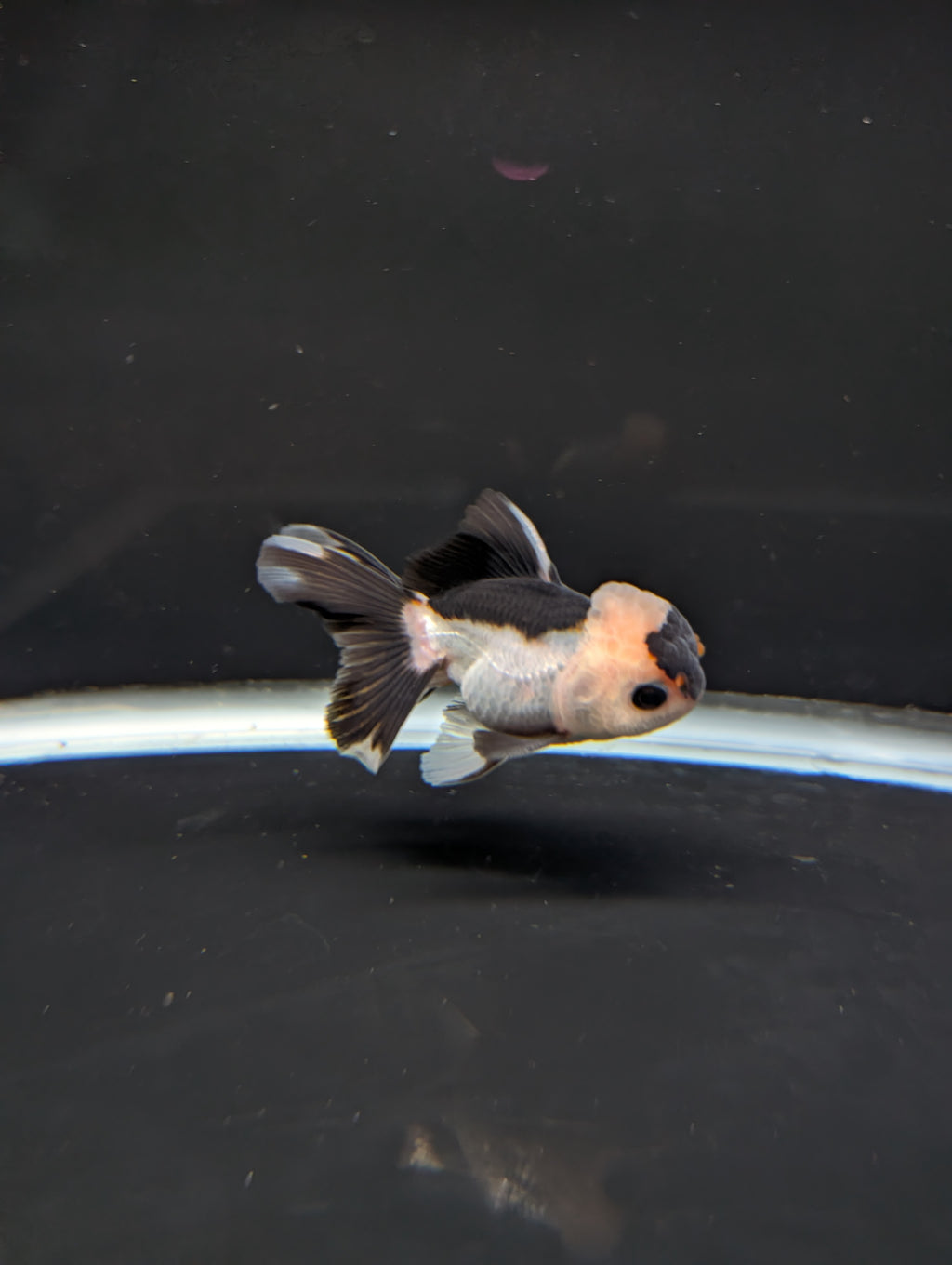 Juvenile Thai Oranda Panda 3"in.  ID#814T1A-006