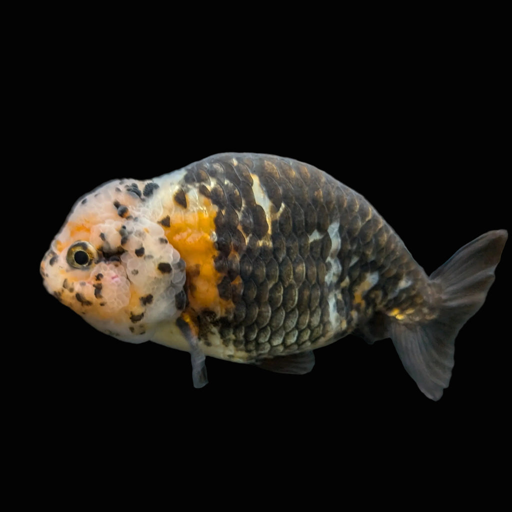 Jumbo Ranchu Calico 4.5"-5" in. ID#828R8A-055