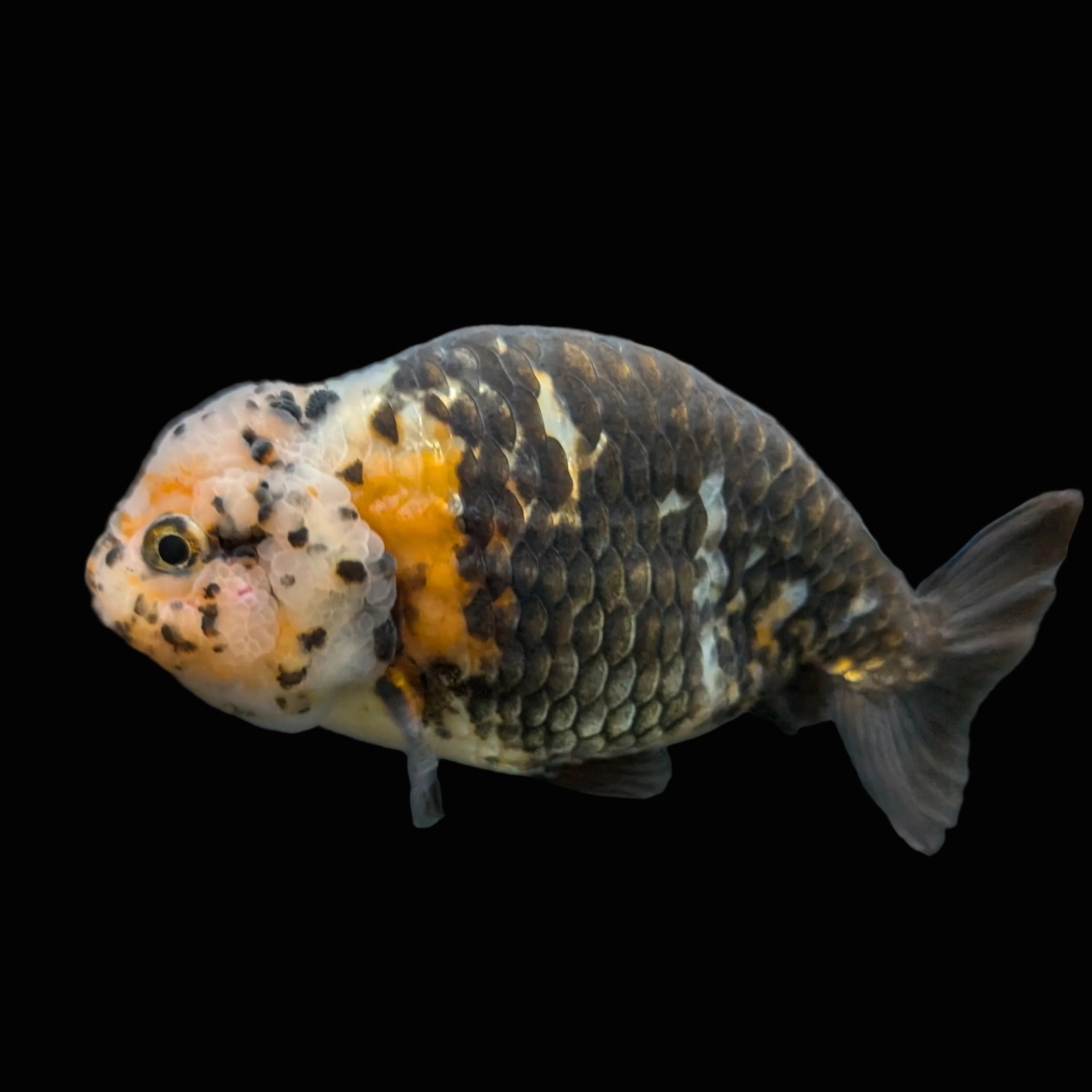 Jumbo Ranchu Calico 4.5"-5" in. ID#828R8A-055