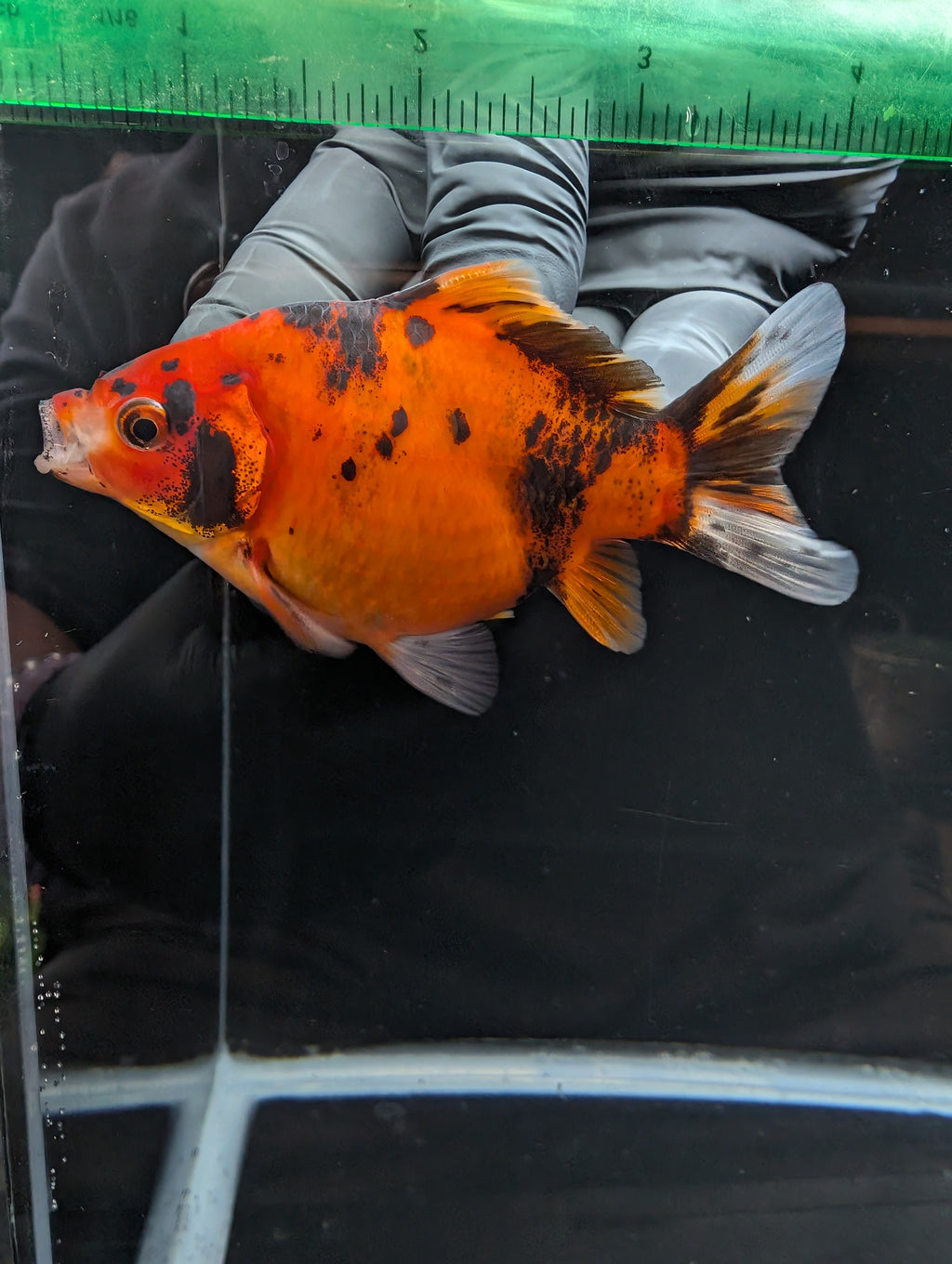 Tamasaba Calico 4" in. ID#1023TM1B-022