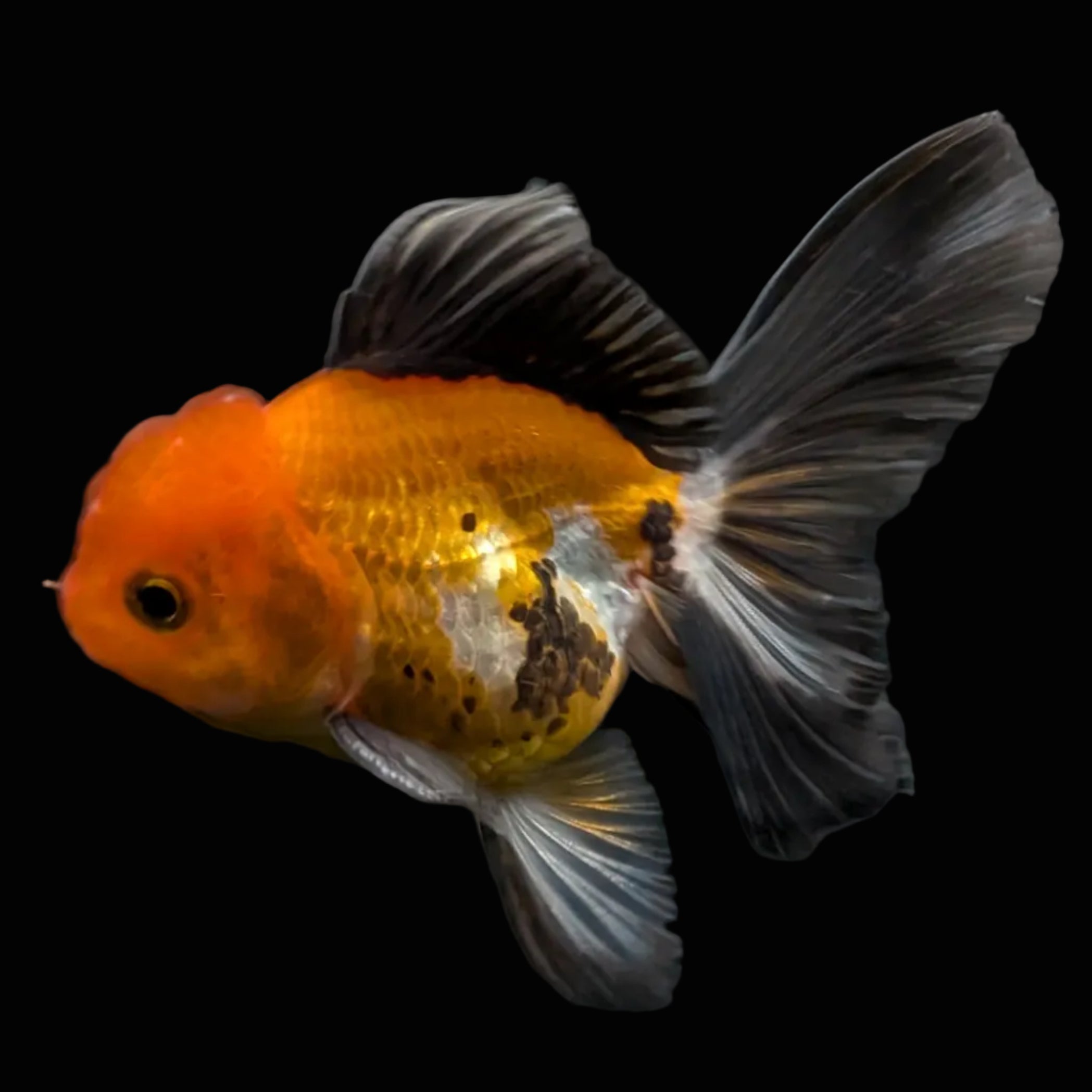 Juvenile Oranda Tricolor 3.5"-4" in.  ID#424T1A-008