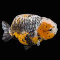 Jumbo Ranchu Kirin Calico 4.5"-5" in. ID#814R8A-023