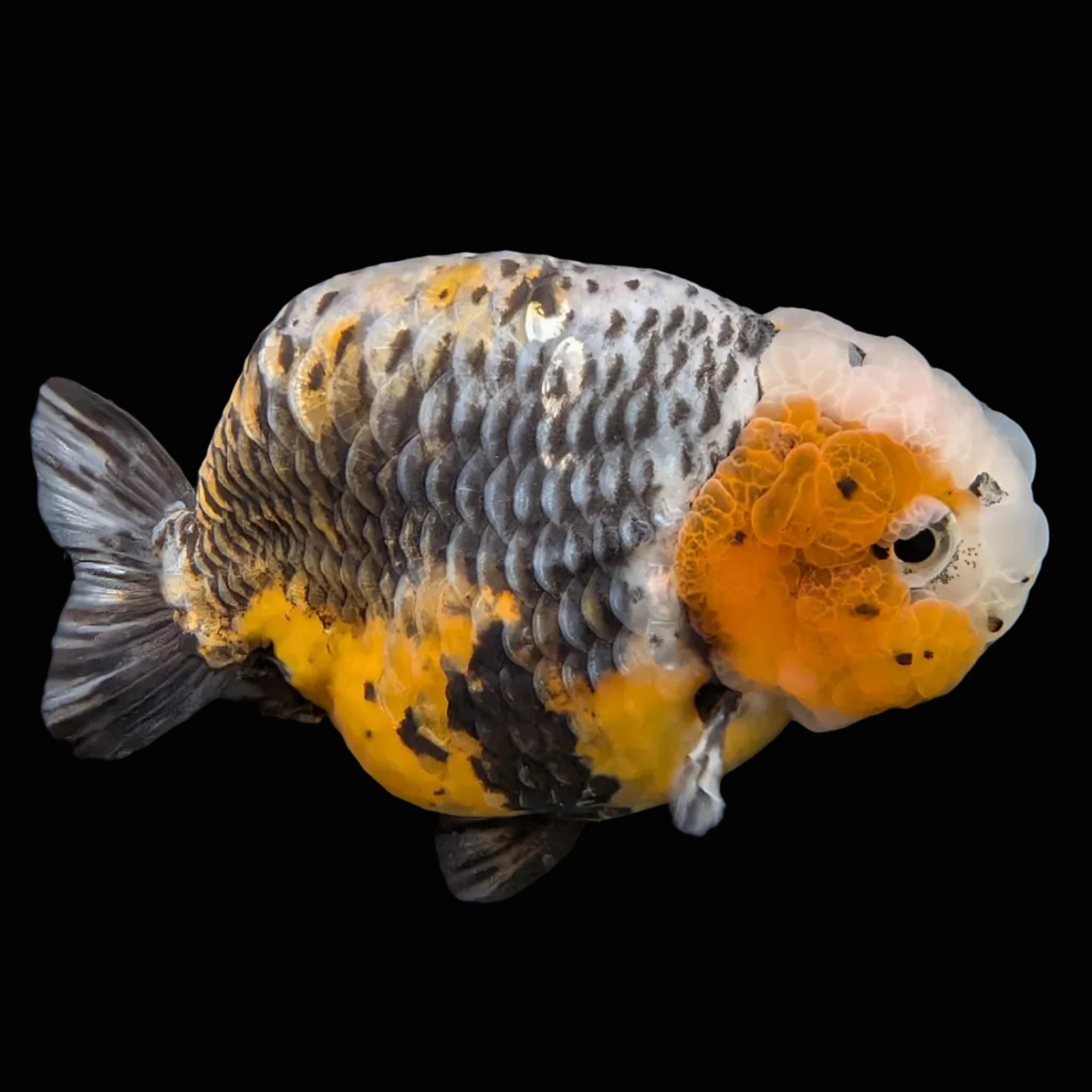 Jumbo Ranchu Kirin Calico 4.5"-5" in. ID#814R8A-023