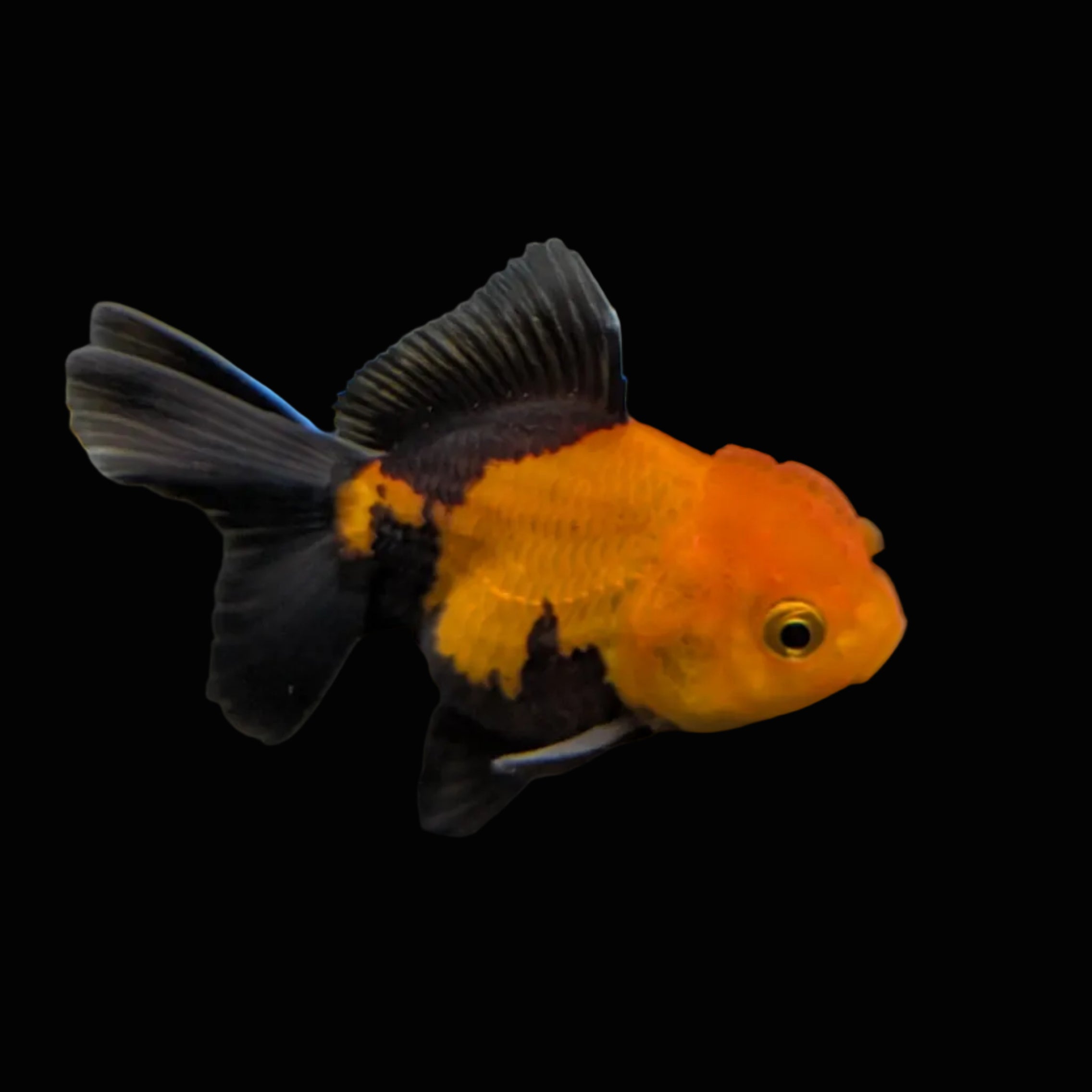 Juvenile Oranda Tricolor 3.5"-4" in.  ID#320T13b-006