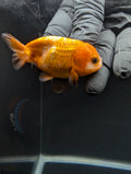 Baby Ranchu Red White 2.5"-3" in. ID#605R4A-075