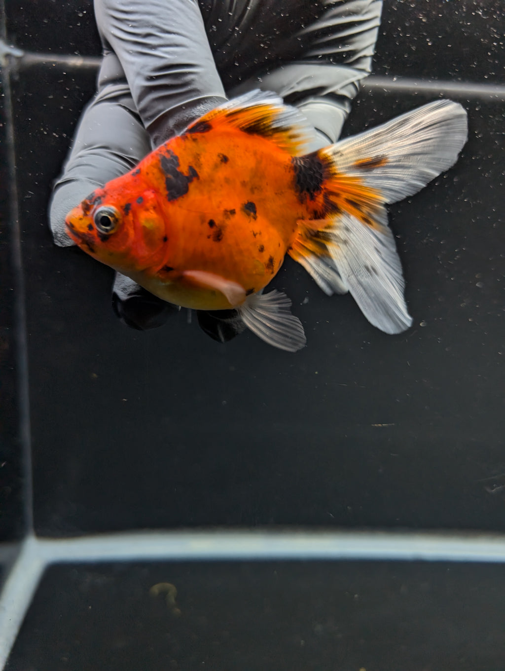 Tamasaba Calico 3"-3.5" in. ID#1009TM1B-011