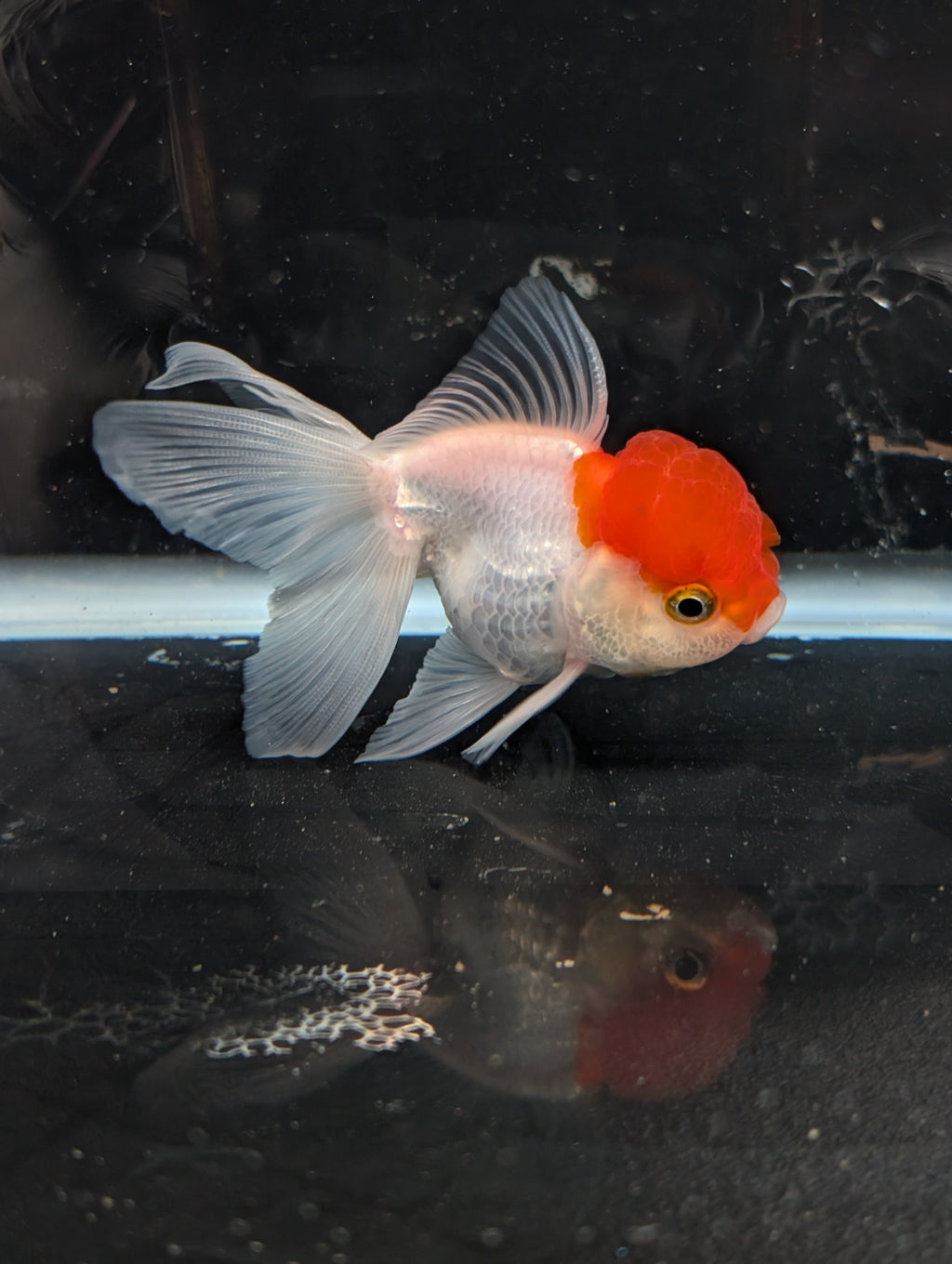 TOAD *Boss 415  Juvenile Oranda Red Cap 3.5"-4" in.  ID#410T8A-020