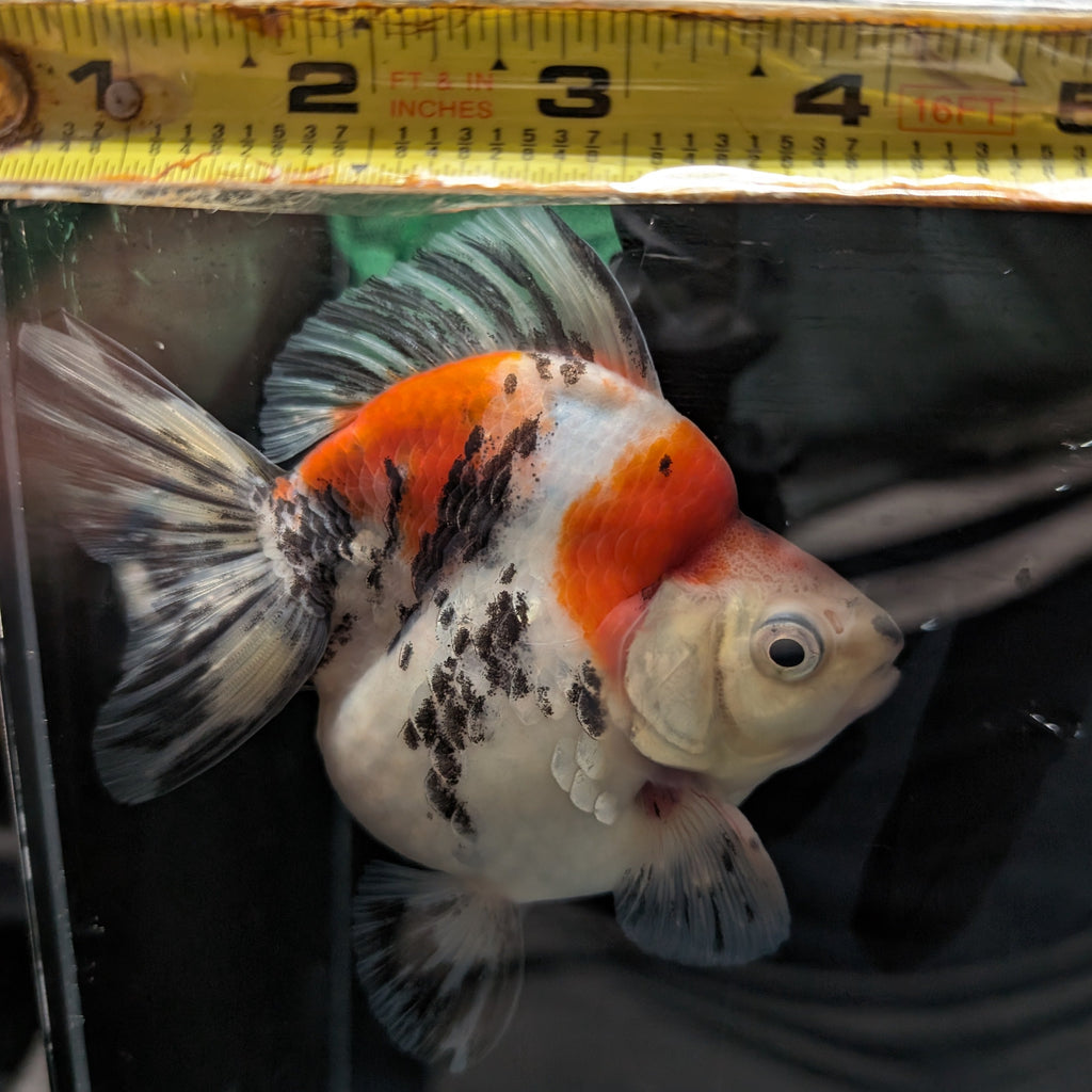 Jumbo Ryukin Short Tail Kirin Calico 4"-4.5" in. ID#3204B-006
