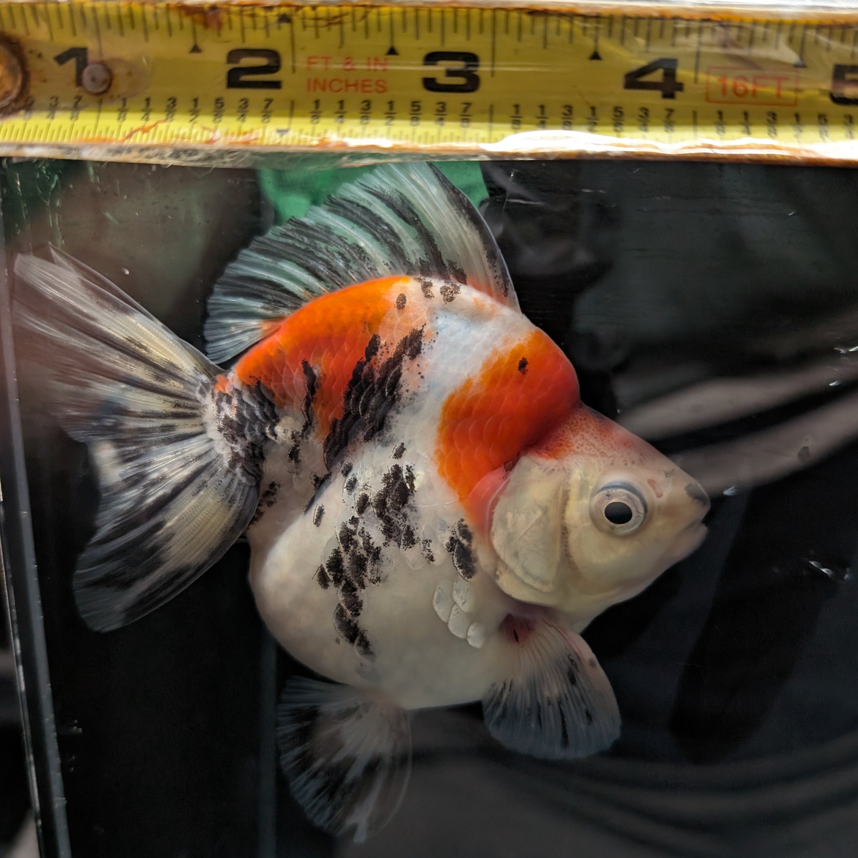 Jumbo Ryukin Short Tail Kirin Calico 4"-4.5" in. ID#3204B-006