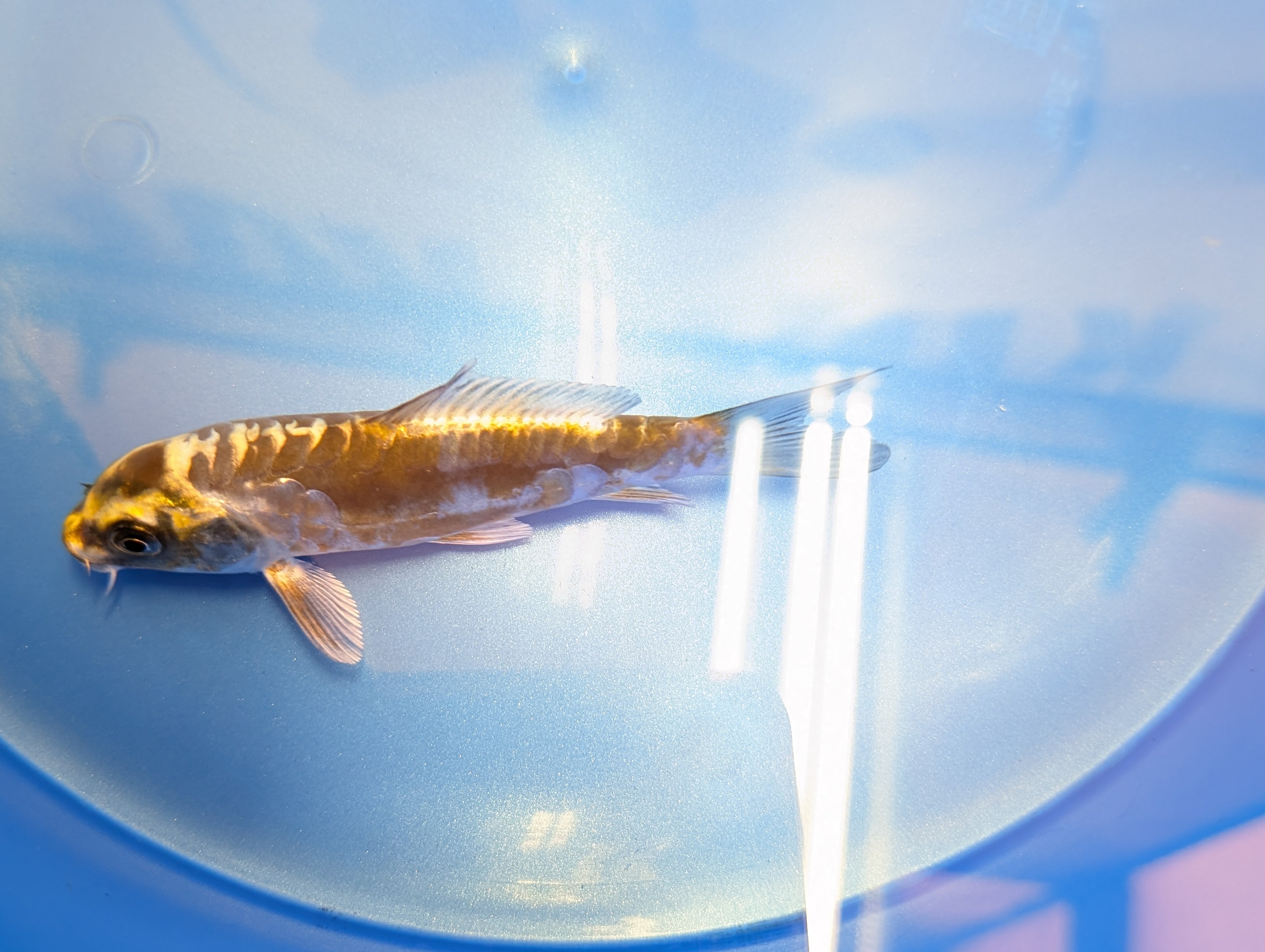 Kin Kikokuryu Koi  4"in. ID#806BFK-025