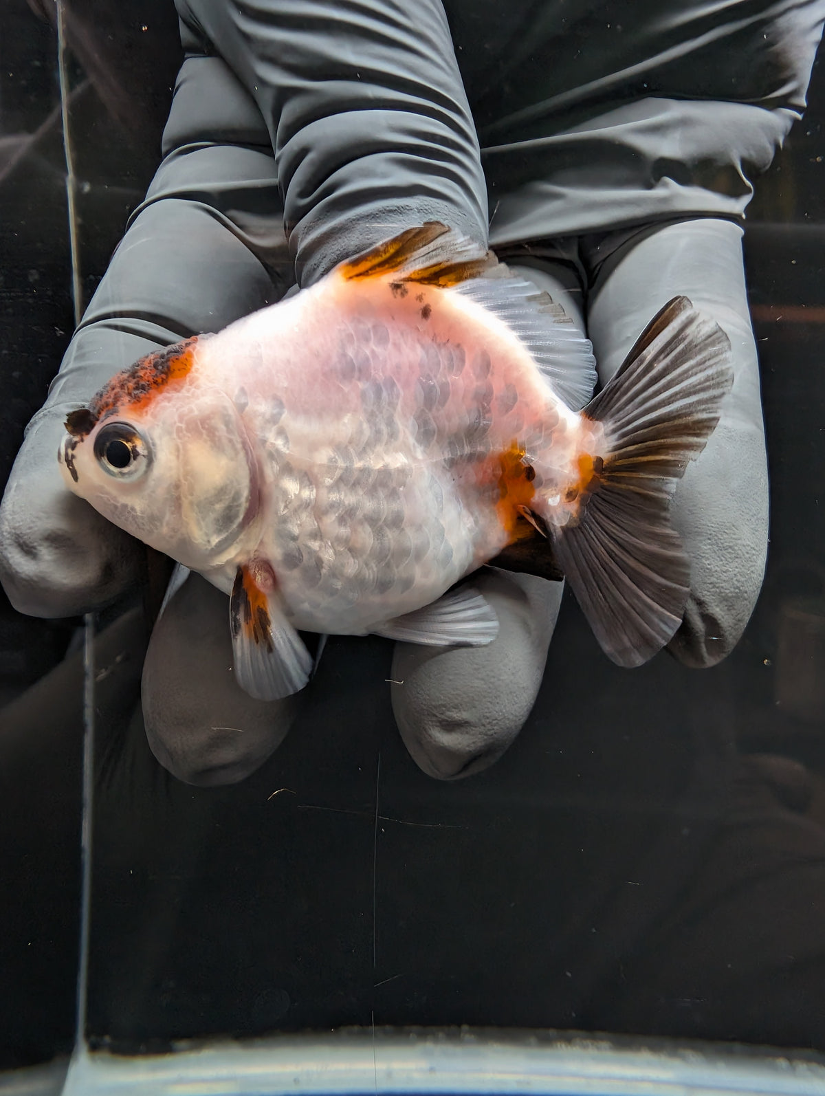 Baby Thai Shogun Oranda Tiger Panda 2"-2.5" in. ID#1023BSG11A-031