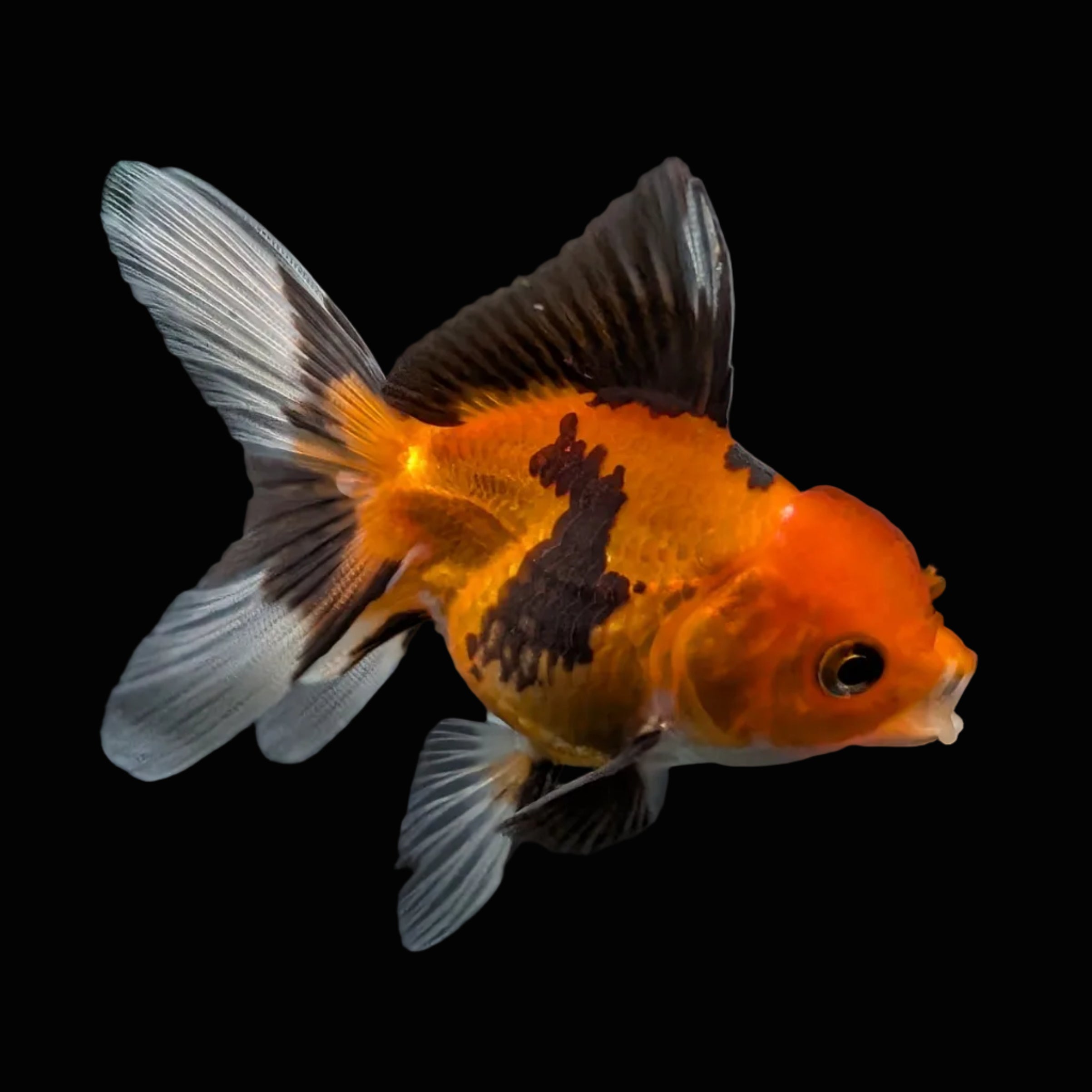 Thai Juvenile Oranda Tricolor 3"-3.5" in.  ID#703T1A-0010