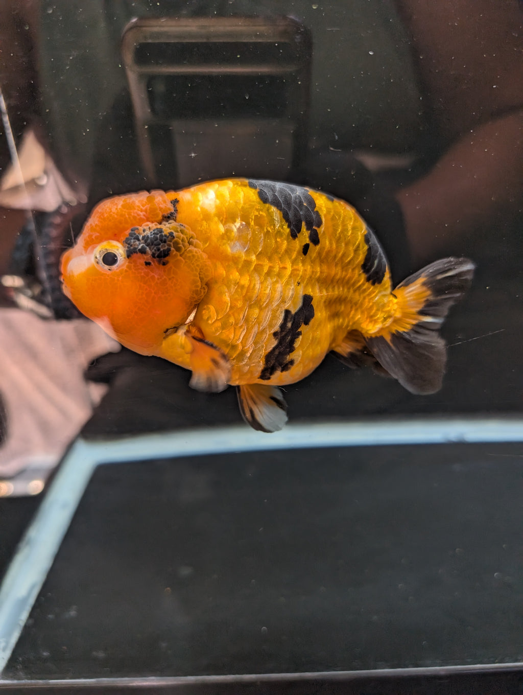 Jumbo Ranchu Calico 4.5"-5" in. ID#821R8A-034