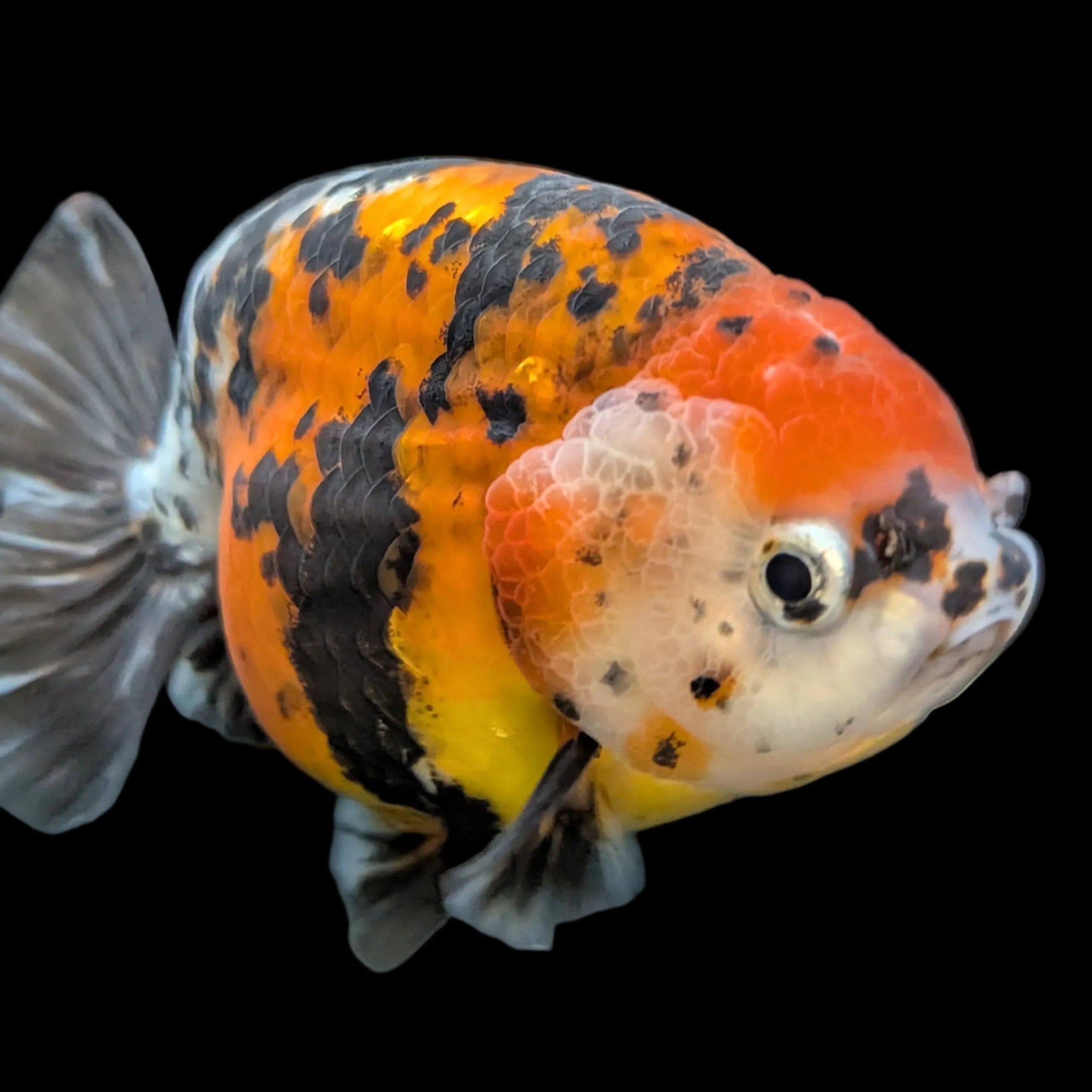 Jumbo Ranchu AA Grade *Special Color Tiger Calico 5" in. ID#116R4B-04