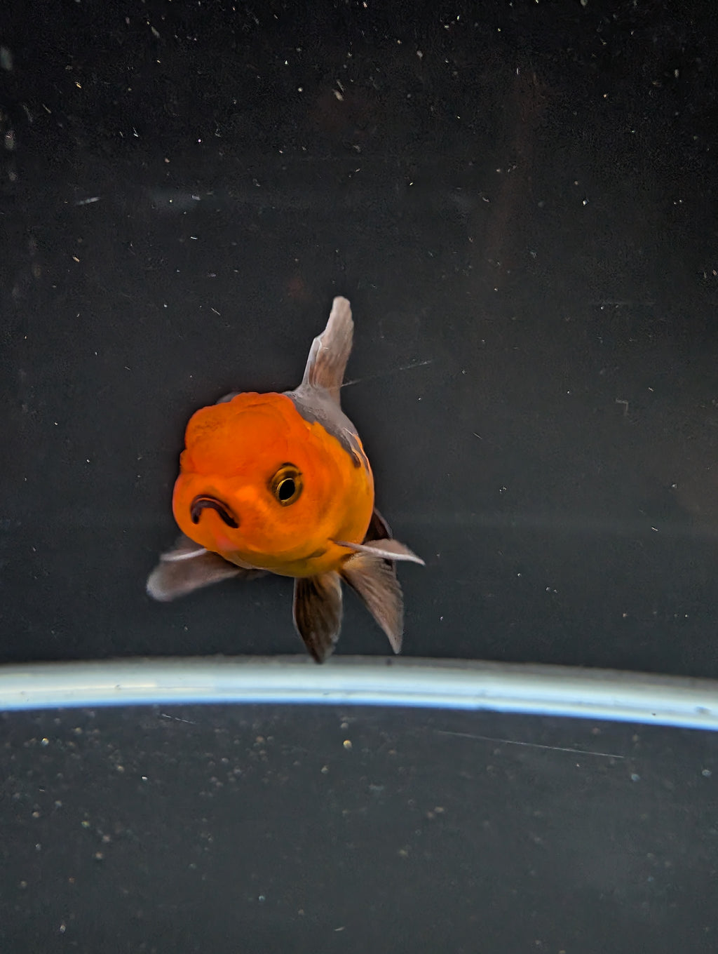 Juvenile Oranda Red Black 3"-3.5"in.  ID#522T1A-003 Please See Notes.