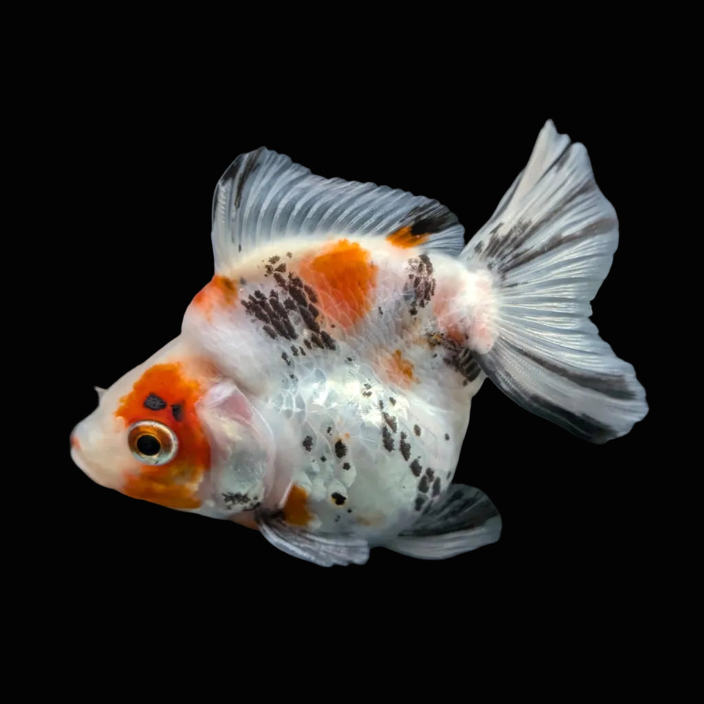 Jumbo Ryukin Short Tail Kirin Calico 4"-4.5" in. ID#4245B-001