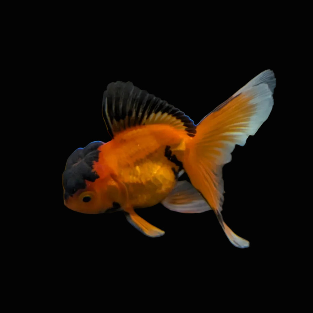Juvenile Oranda Tricolor 3.5"-4" in.  ID#320T13b-016