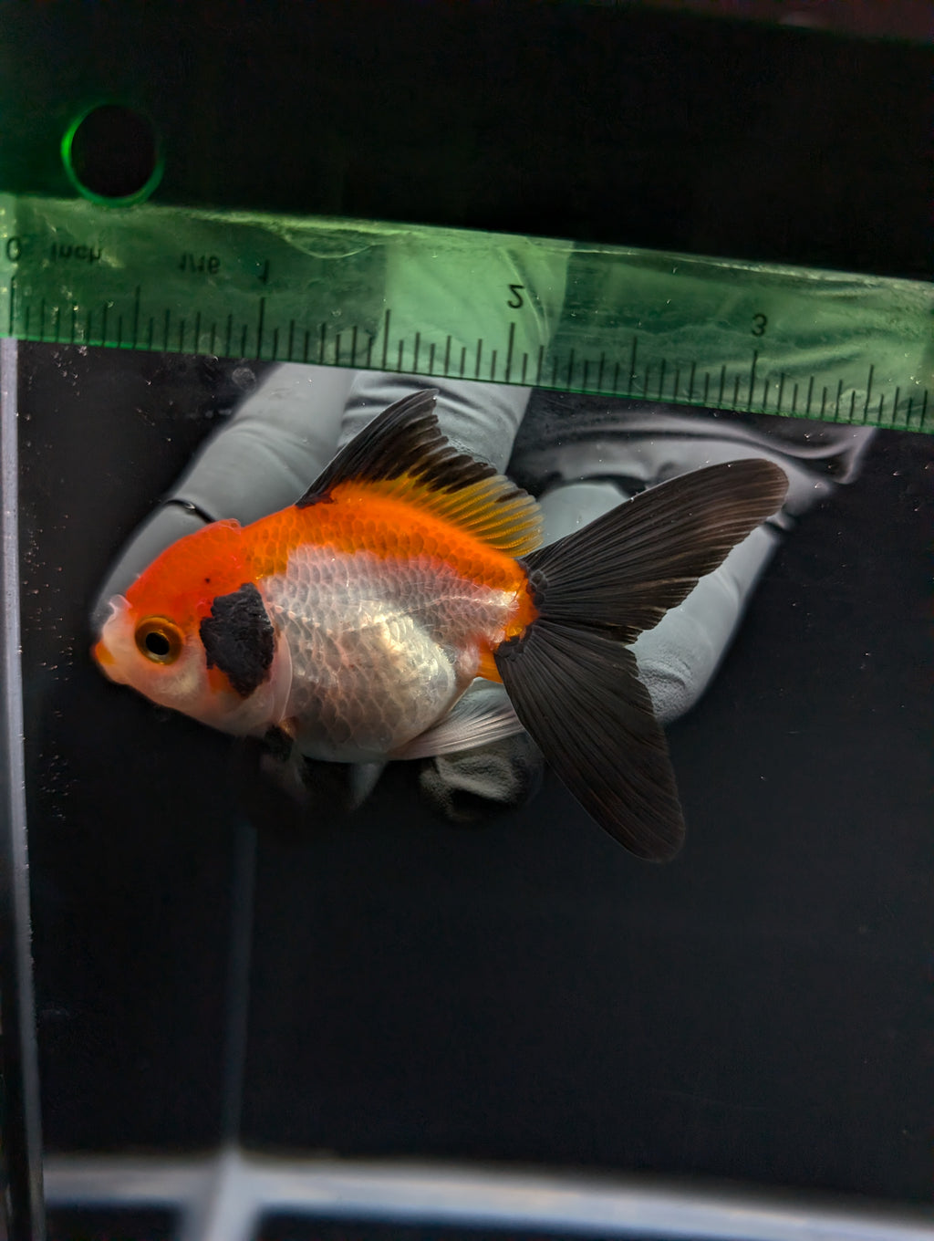 Juvenile Thai Oranda Tricolor 3"in.  ID#814T1A-009