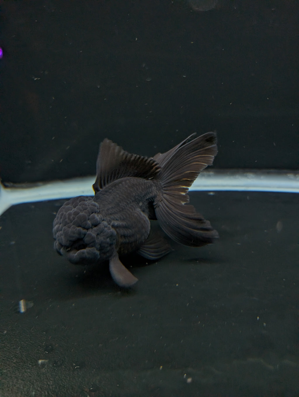 Thai Oranda Godzilla Black 3.5"-4"in.  ID#1023T1A-028