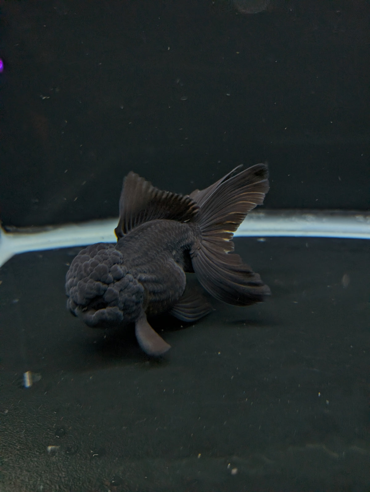 Thai Oranda Godzilla Black 3.5"-4"in.  ID#1023T1A-028